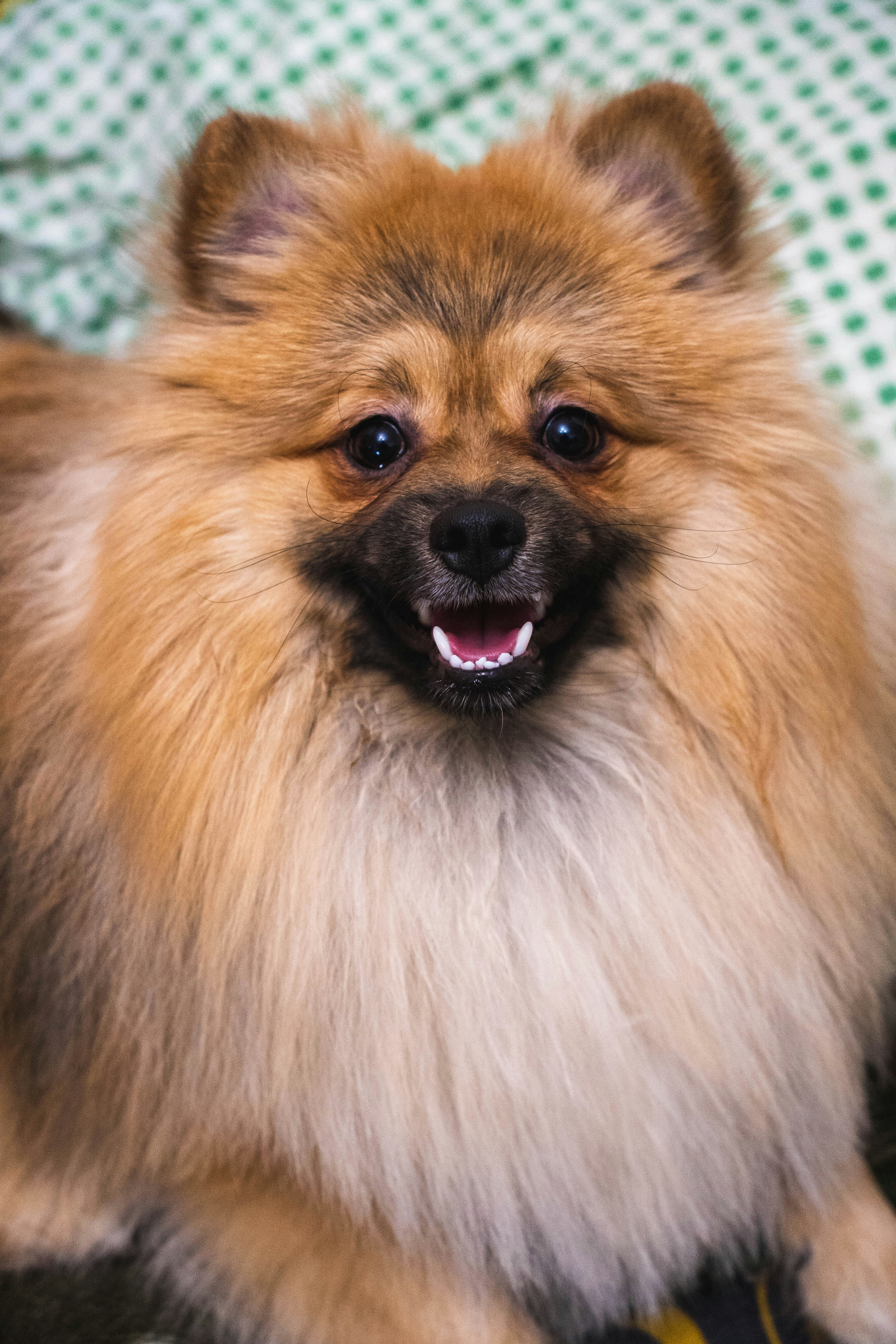 Pommersche Spitz und Spielzeug – Stockfoto © cynoclub #165959970, image size:3000x4500