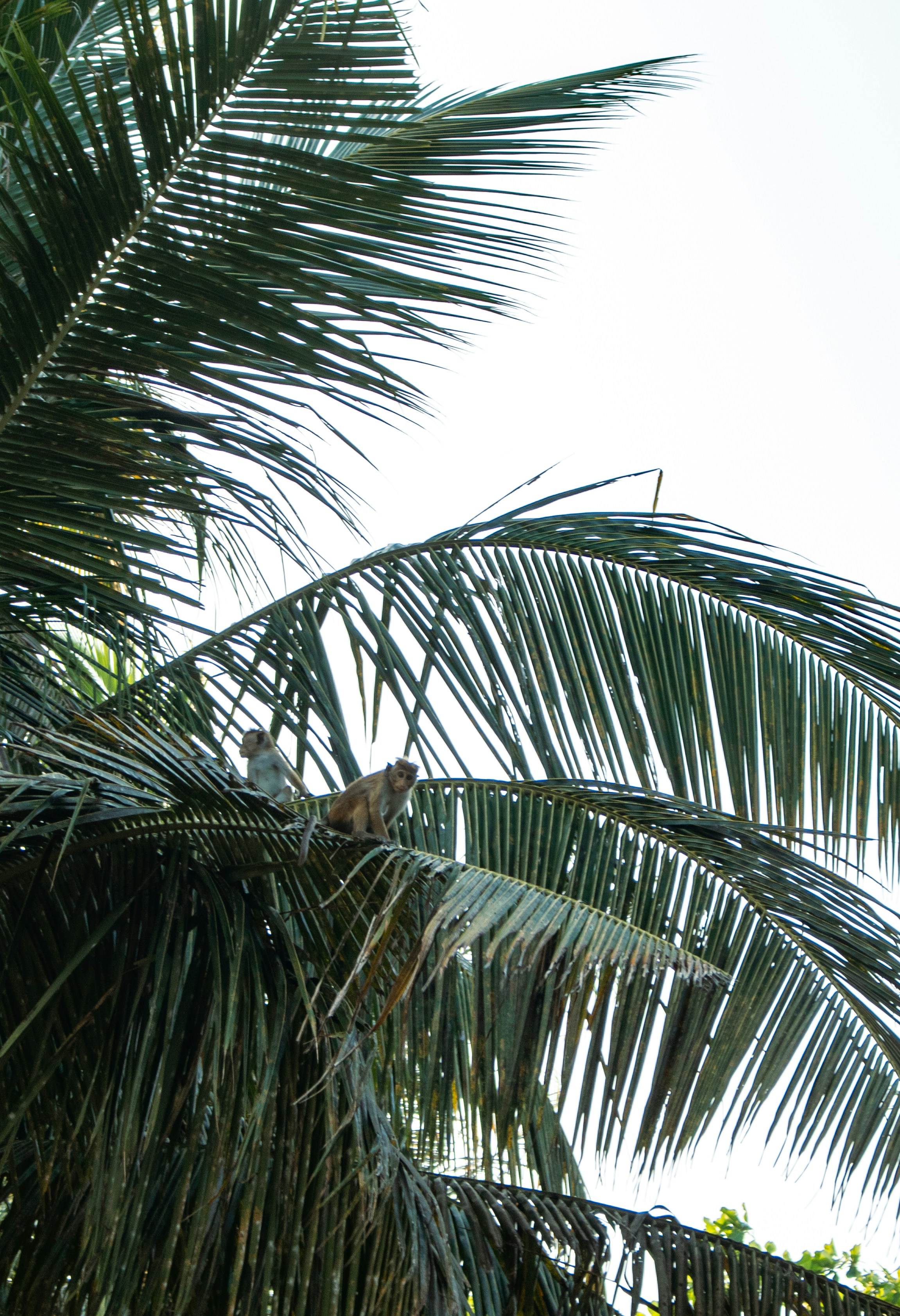 Photo by zoshuacolah