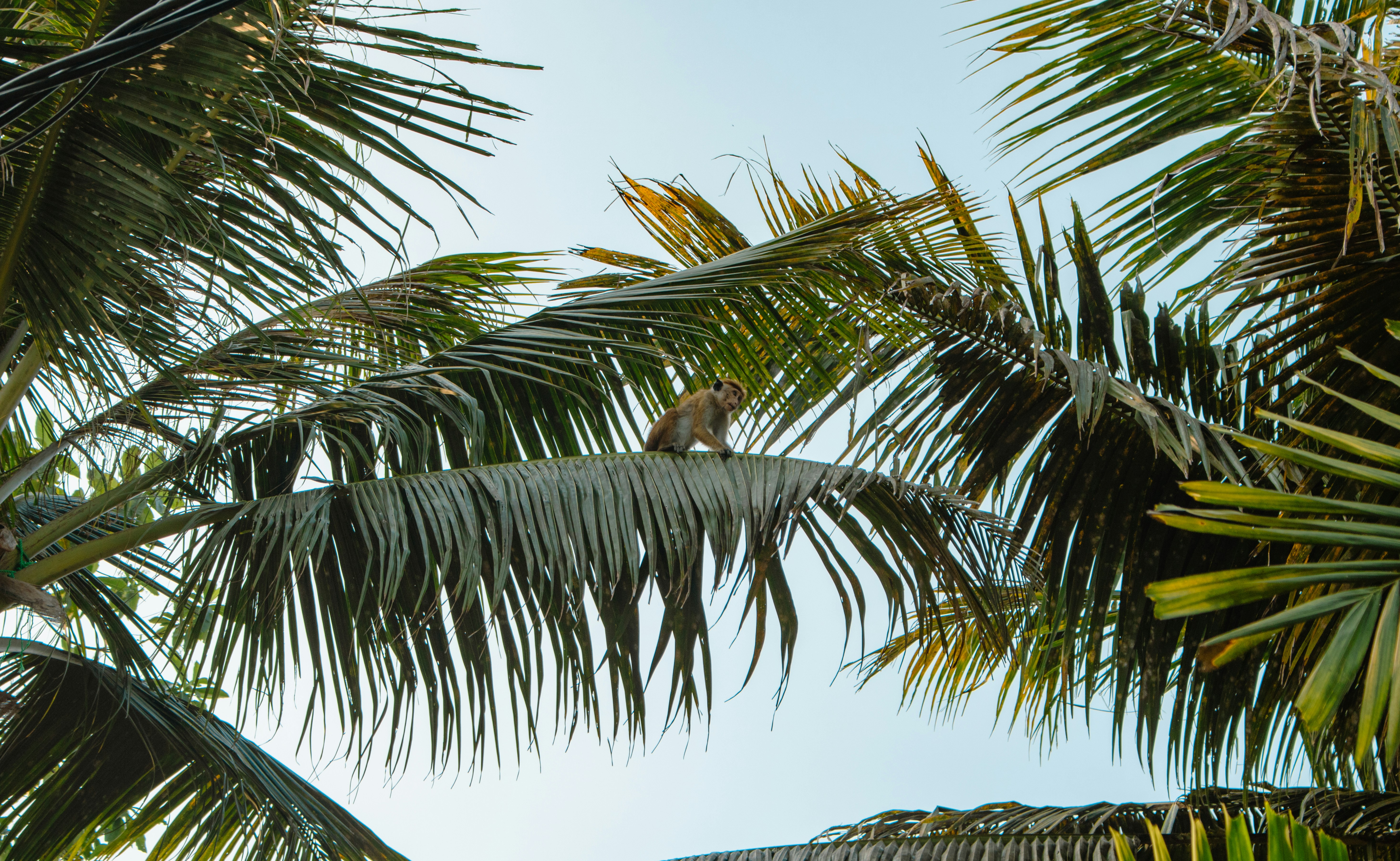 Photo by zoshuacolah