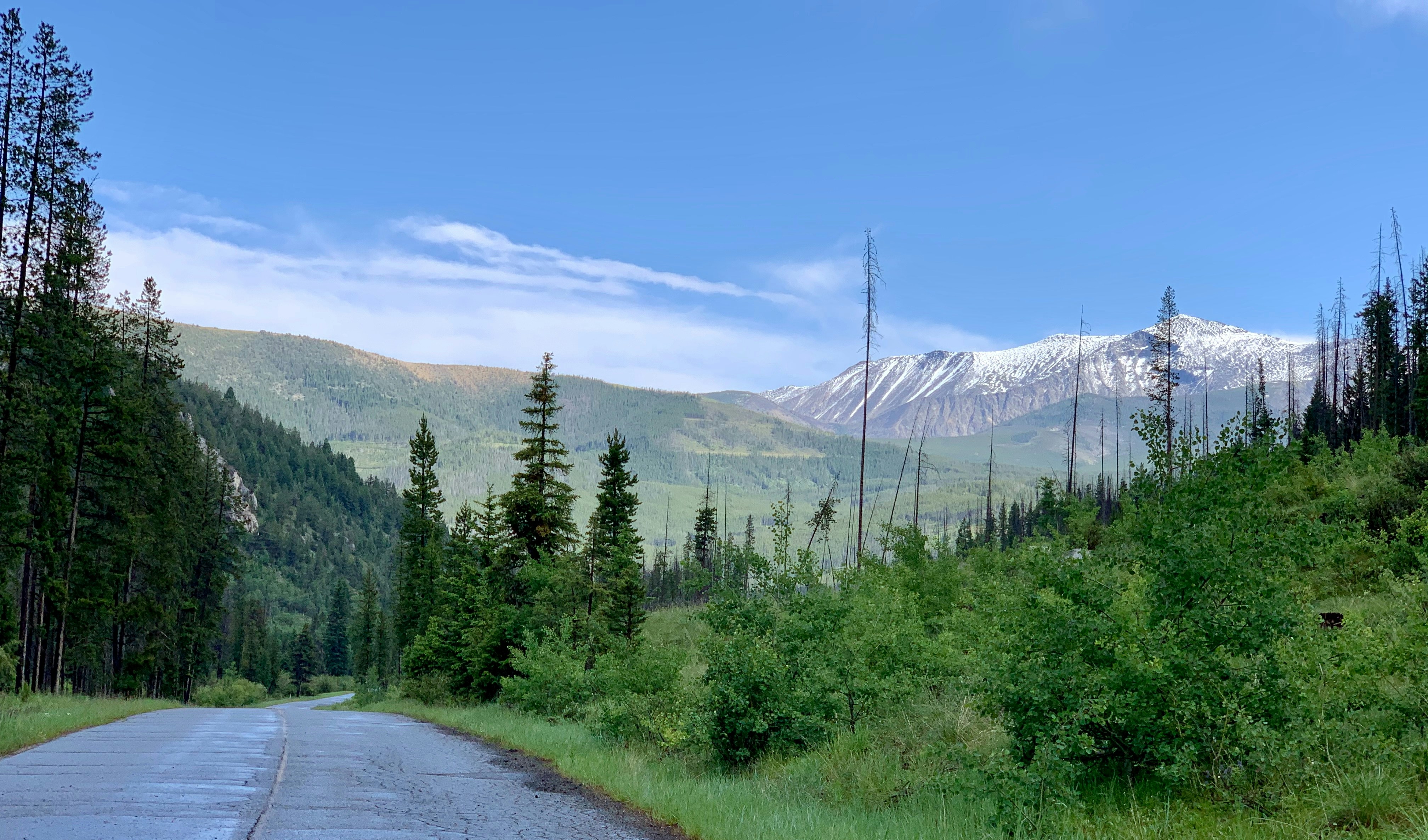 A road winds towards snowy mountains and forest.