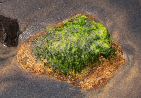 A rock covered in green algae rests in sand.
