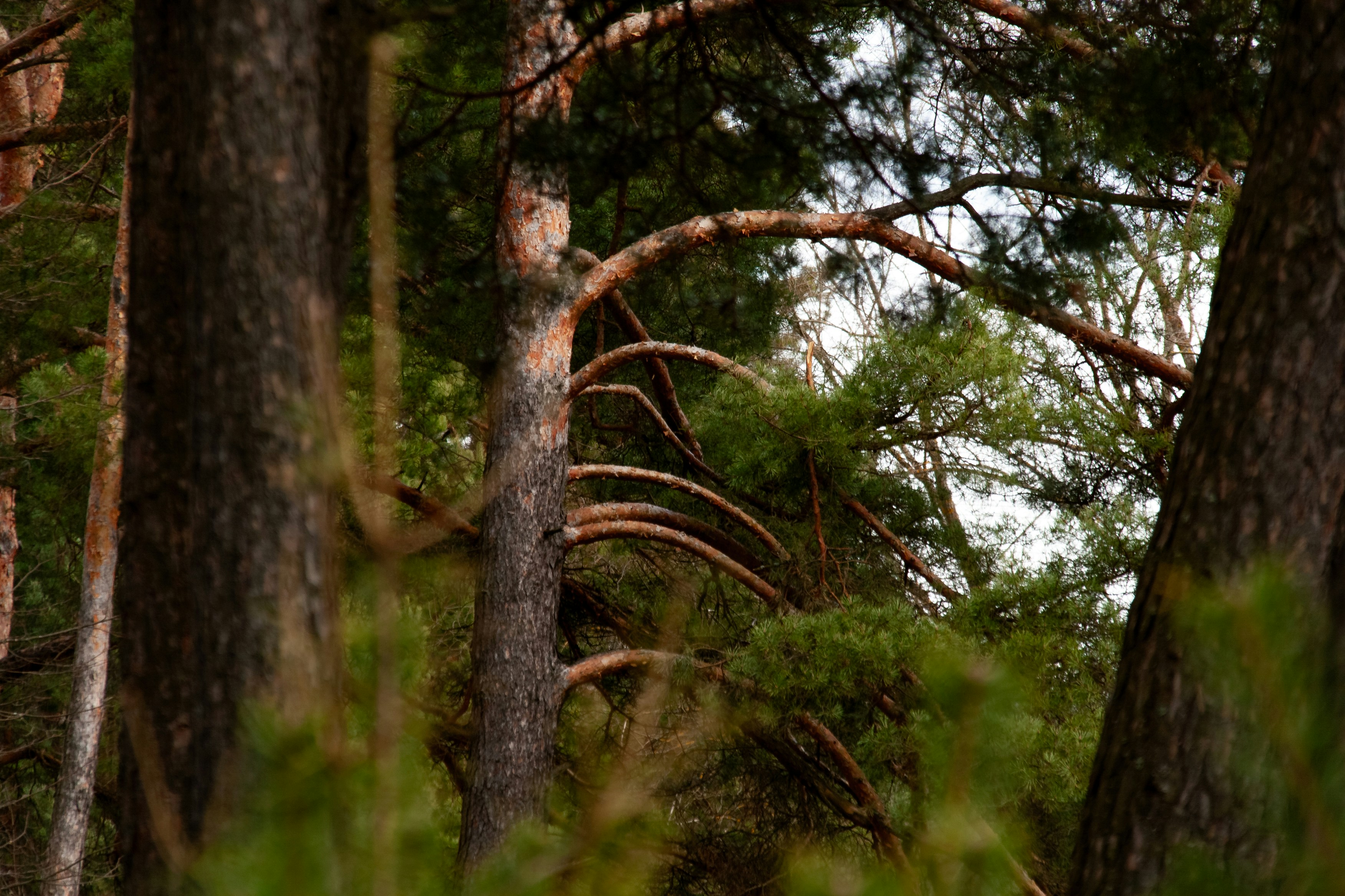 Photo by kulikovnik2