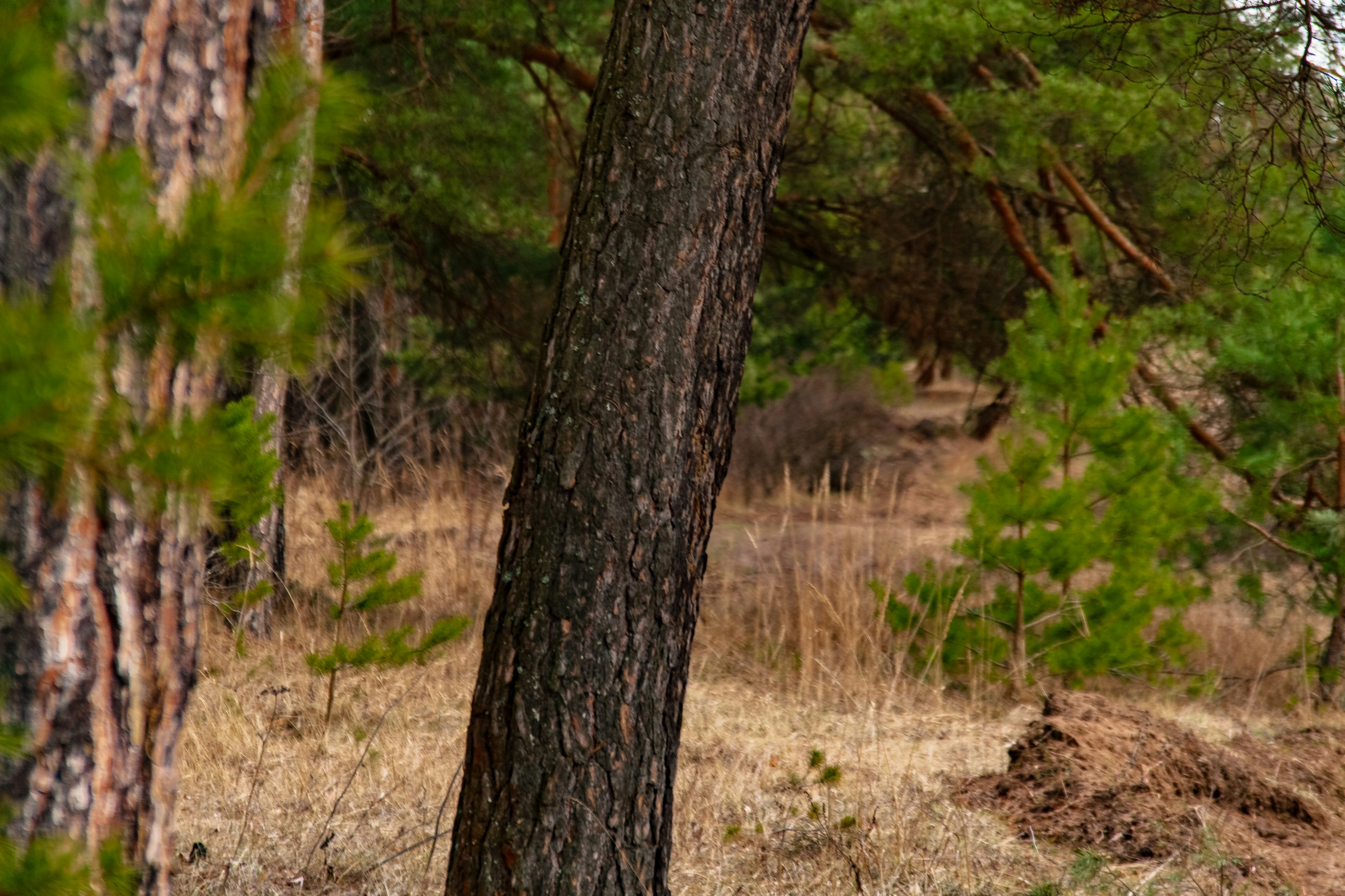 Photo by kulikovnik2