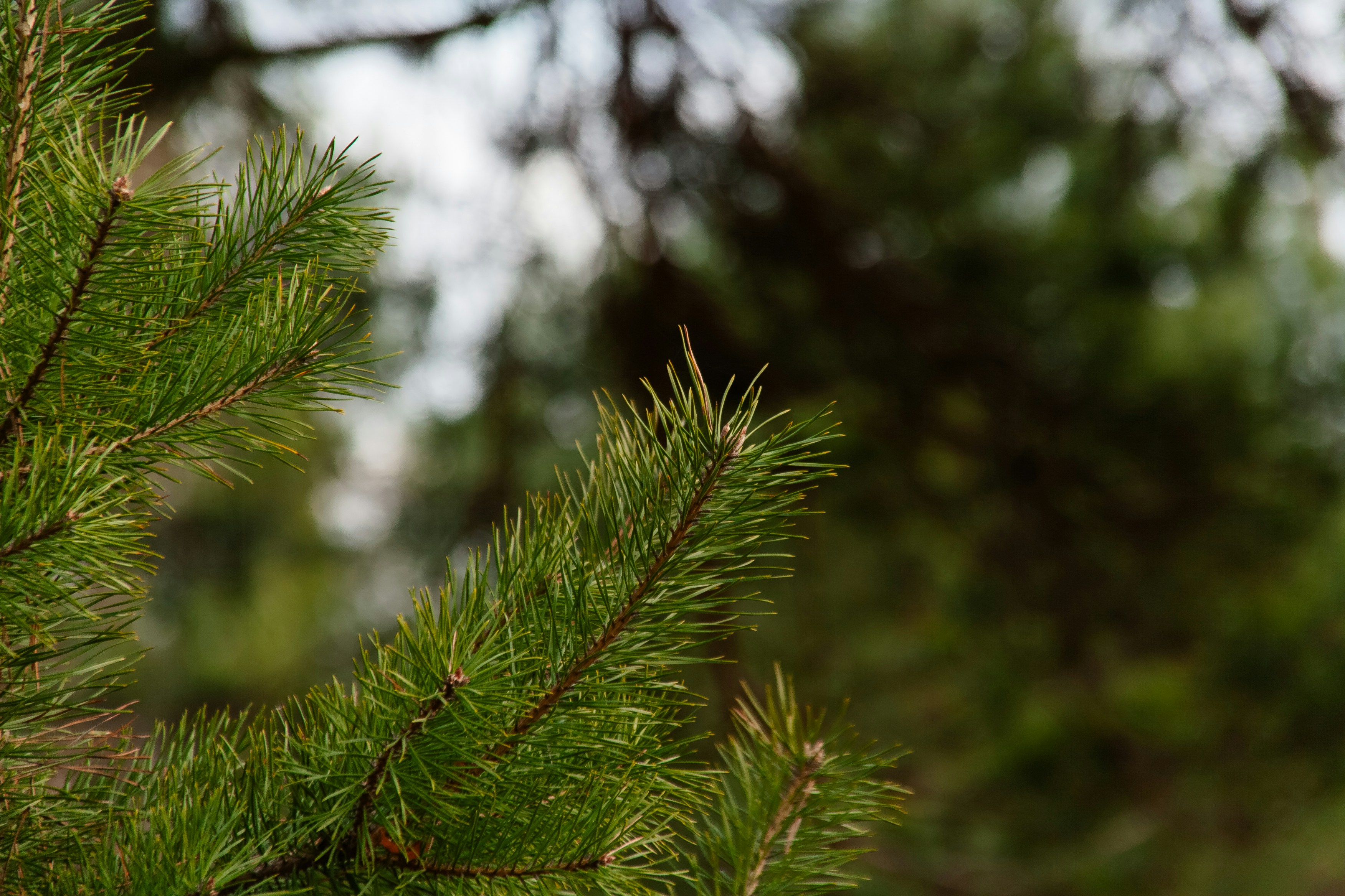 Photo by kulikovnik2