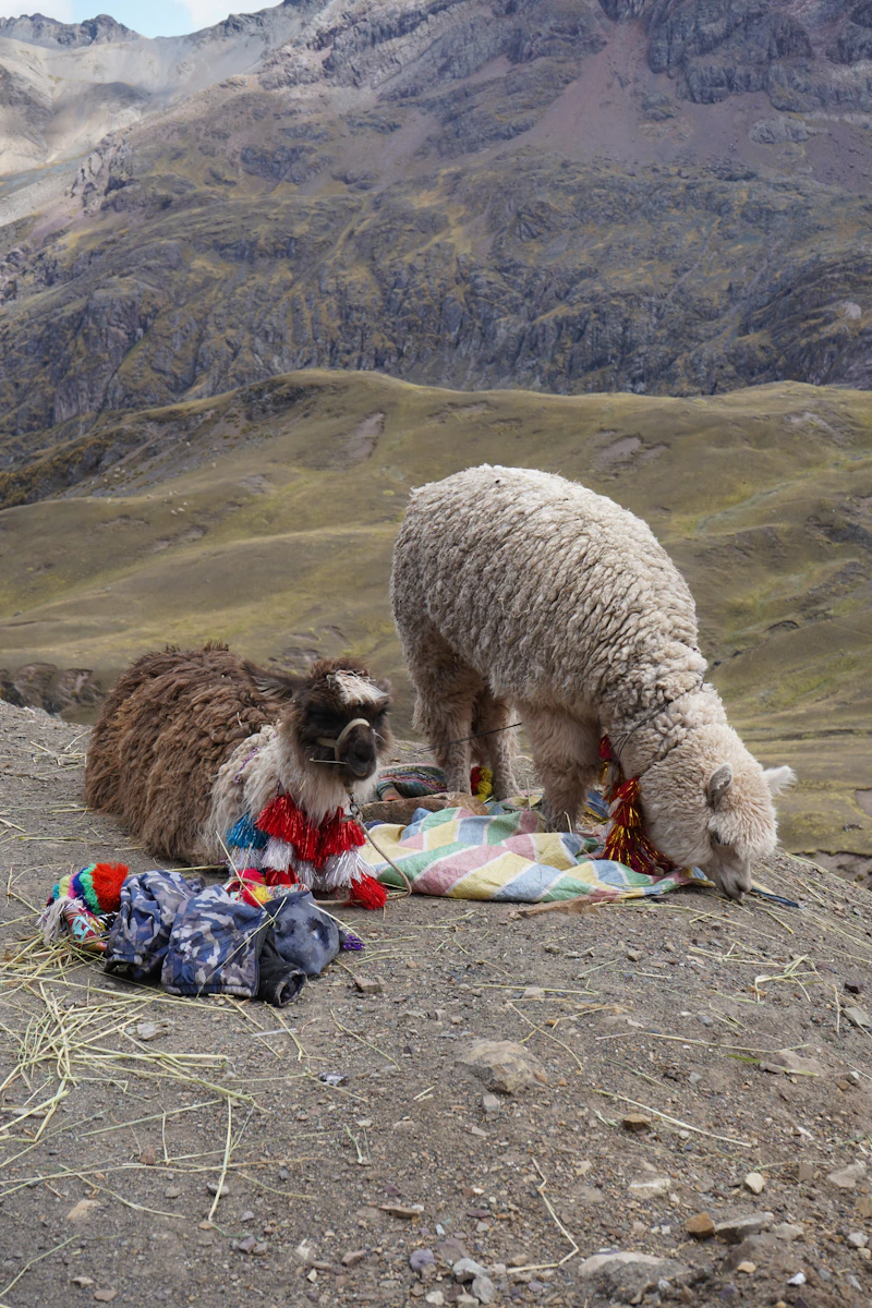 Cooperativa artesanal en Puno