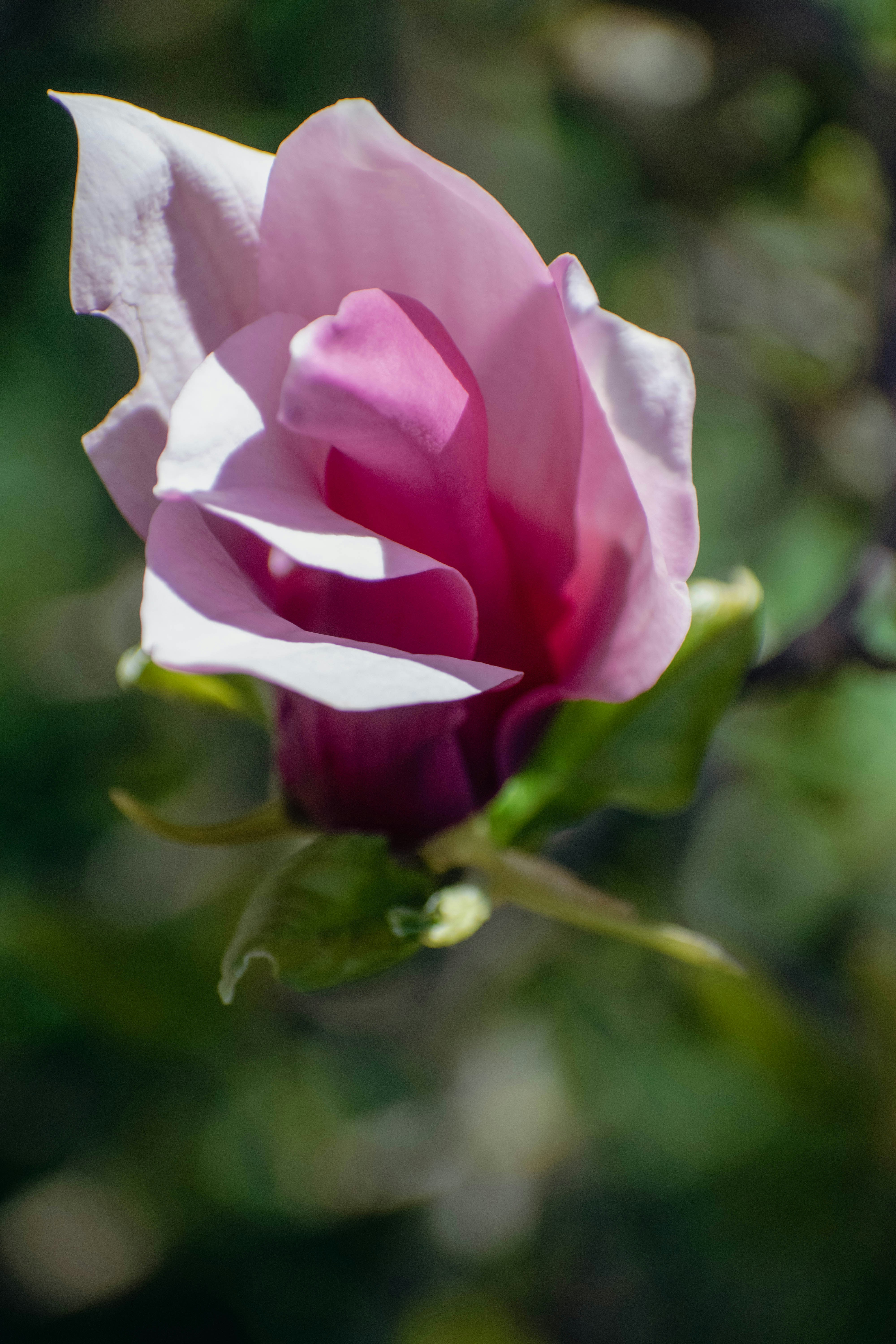 Eine wunderschöne rosa Magnolienblüte blüht.