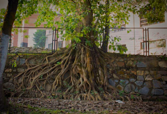 A tree's roots grow over a stone wall.