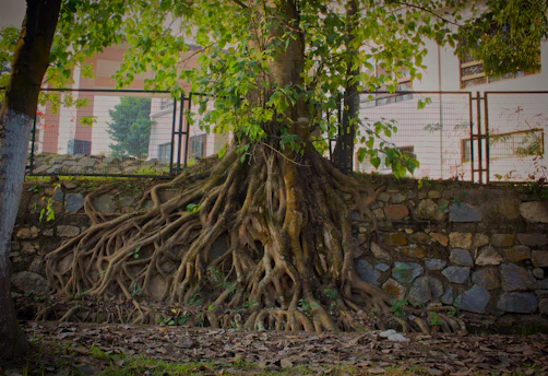 A tree's roots grow over a stone wall.