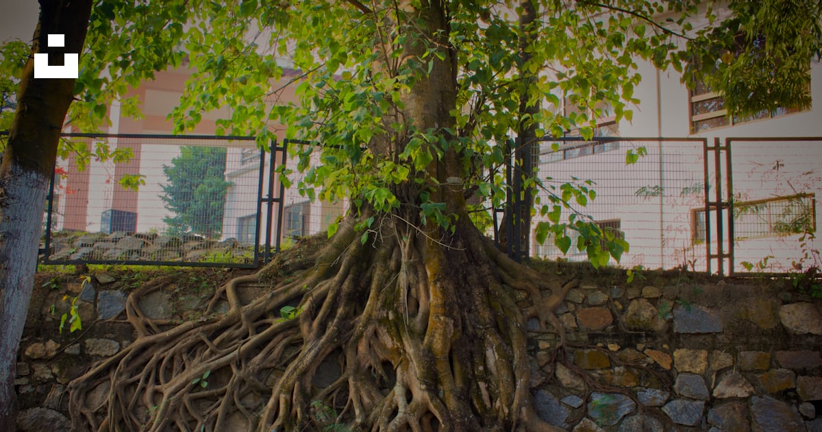 A tree's roots grow over a stone wall. photo – Free Plant Image on Unsplash