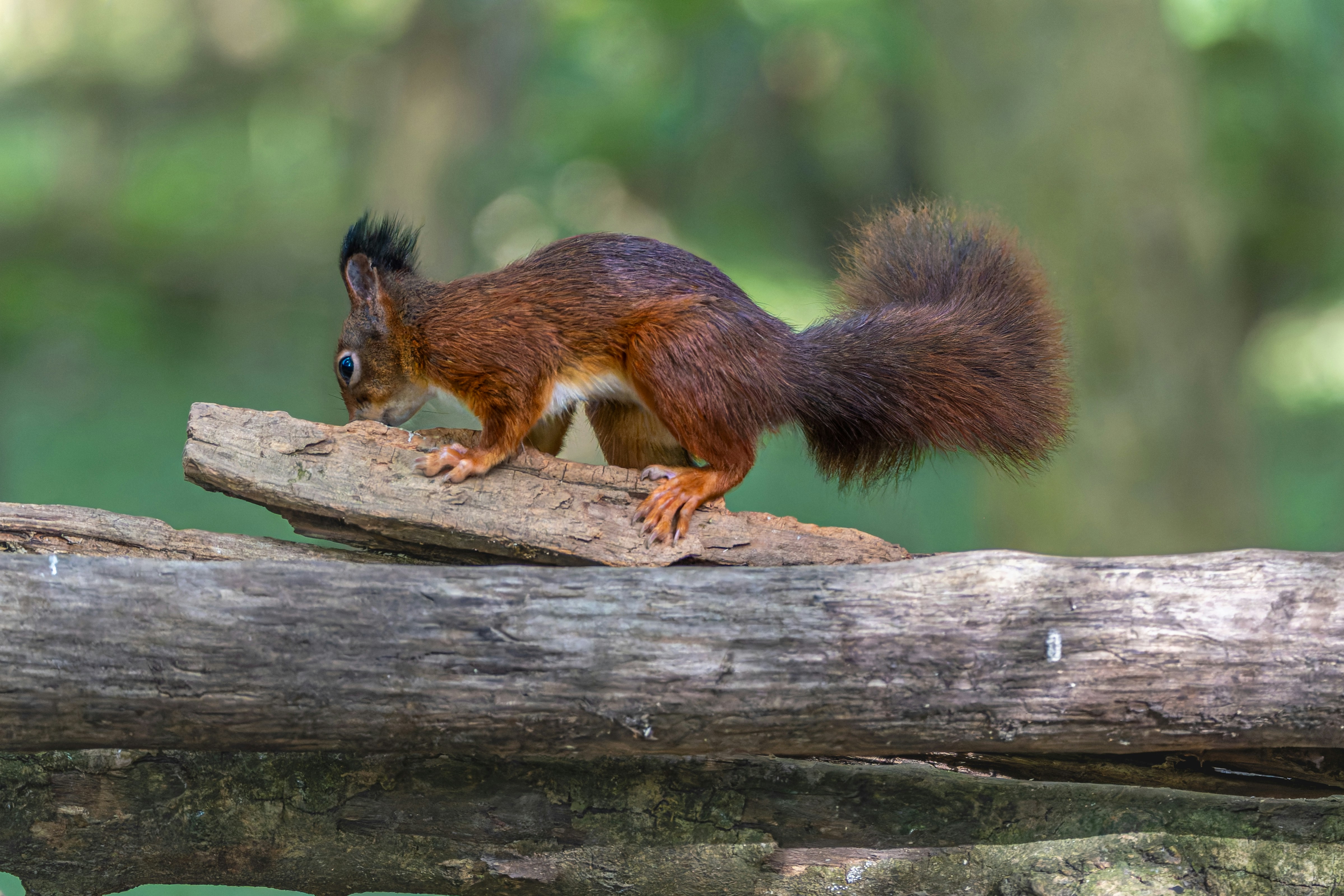 Photo by siegfriedpoepperl