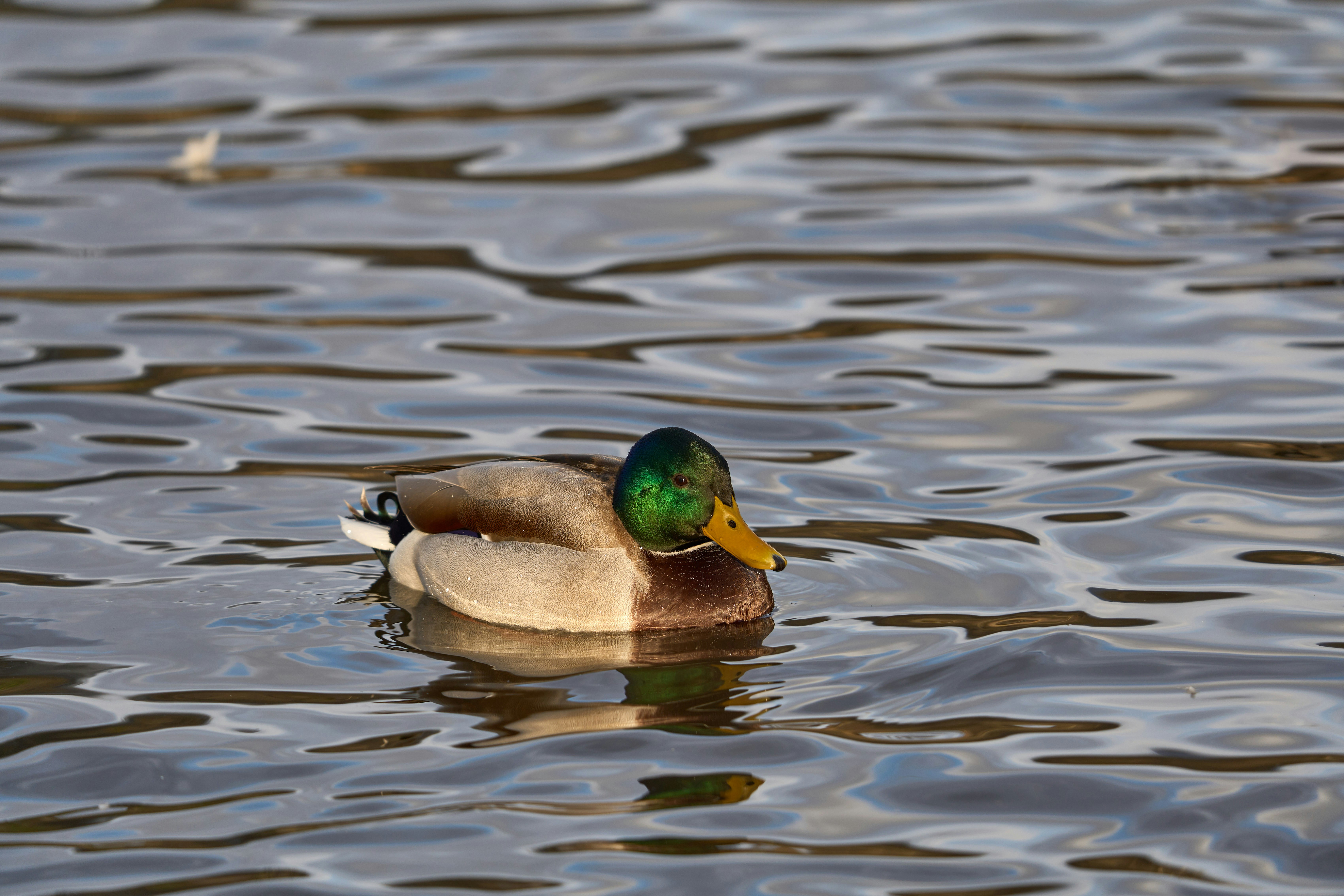 Photo by wolfgang_hasselmann