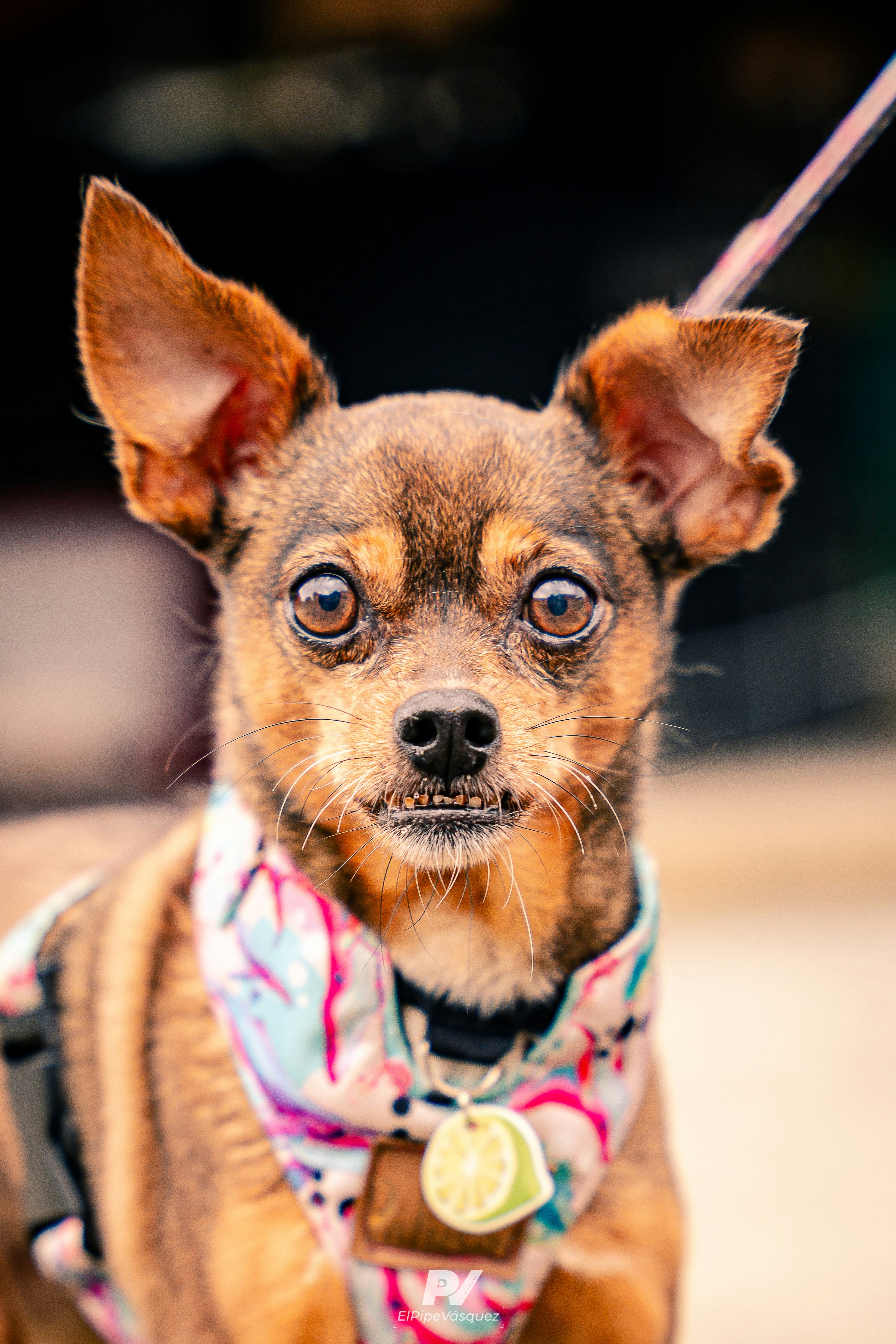 Photo by elpipevasquez