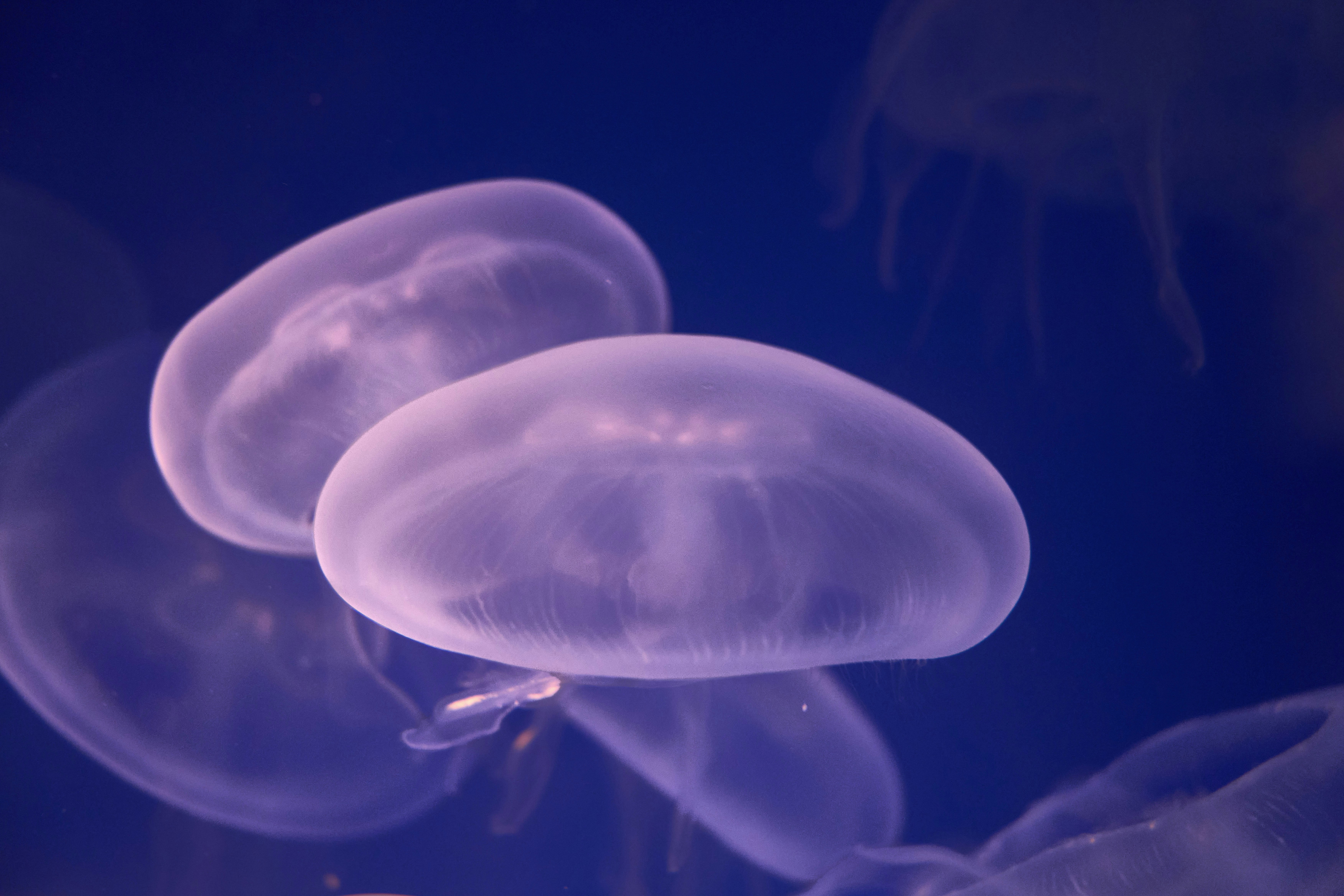 Photo by wolfgang_hasselmann