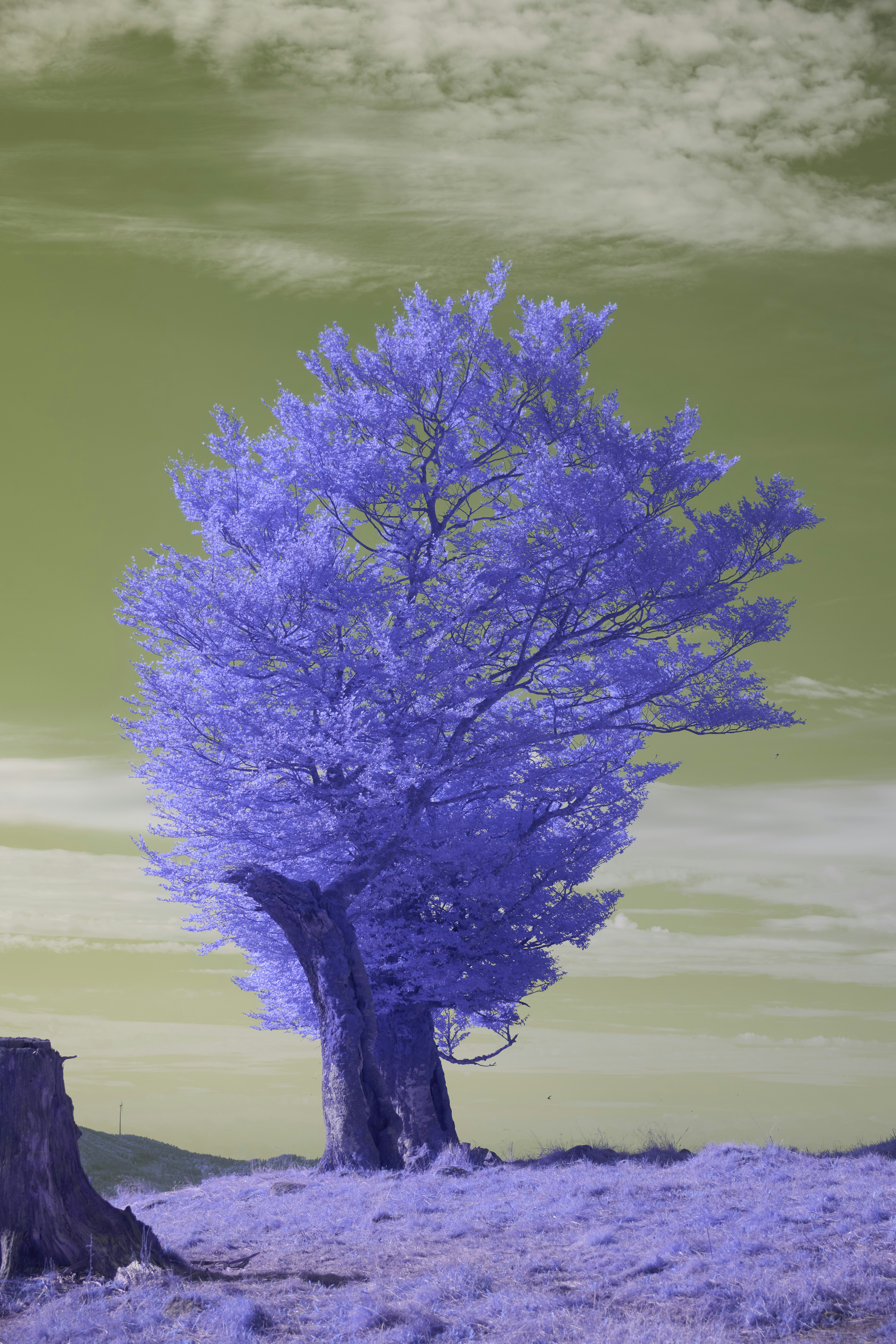 Photo by wolfgang_hasselmann