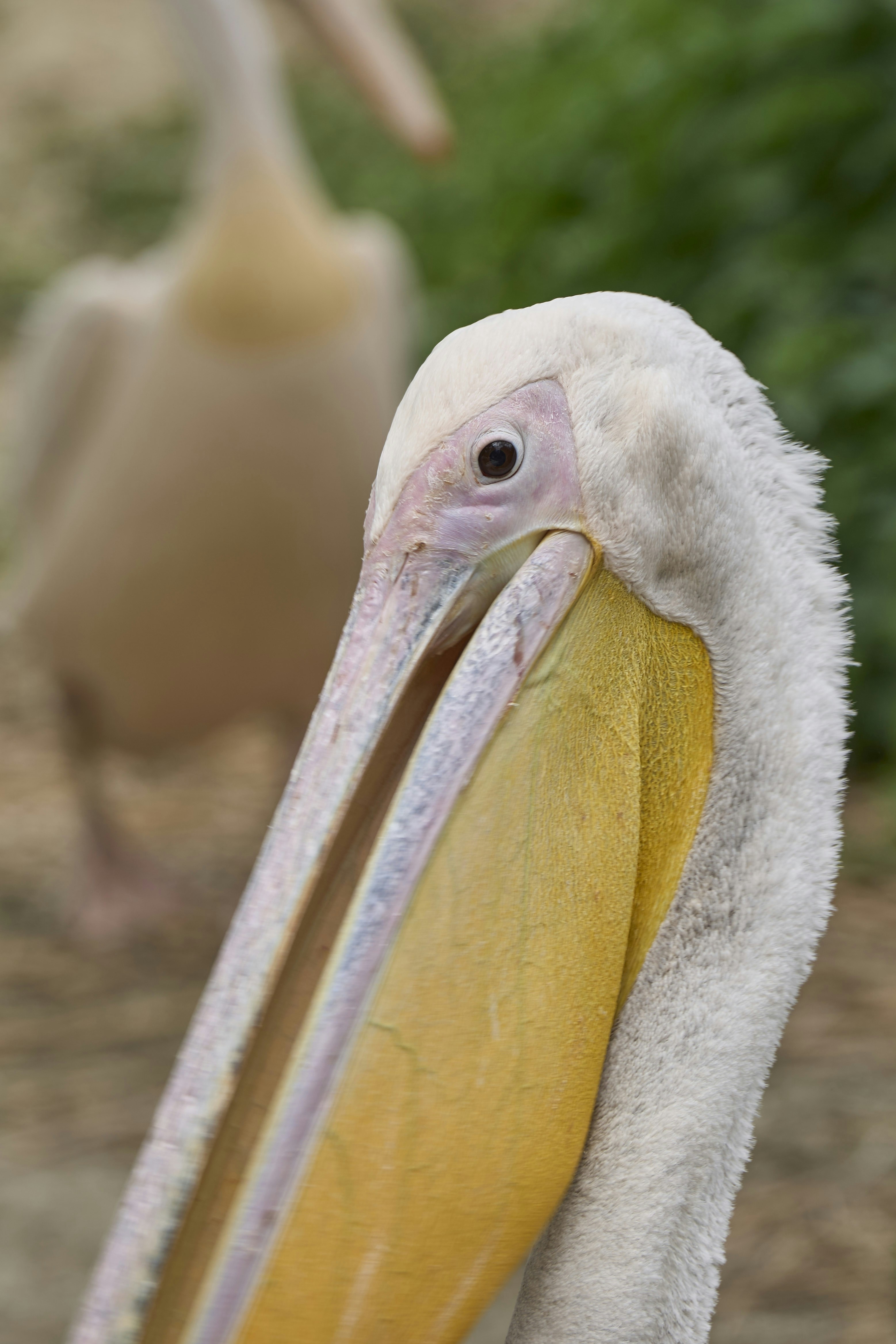 Photo by wolfgang_hasselmann