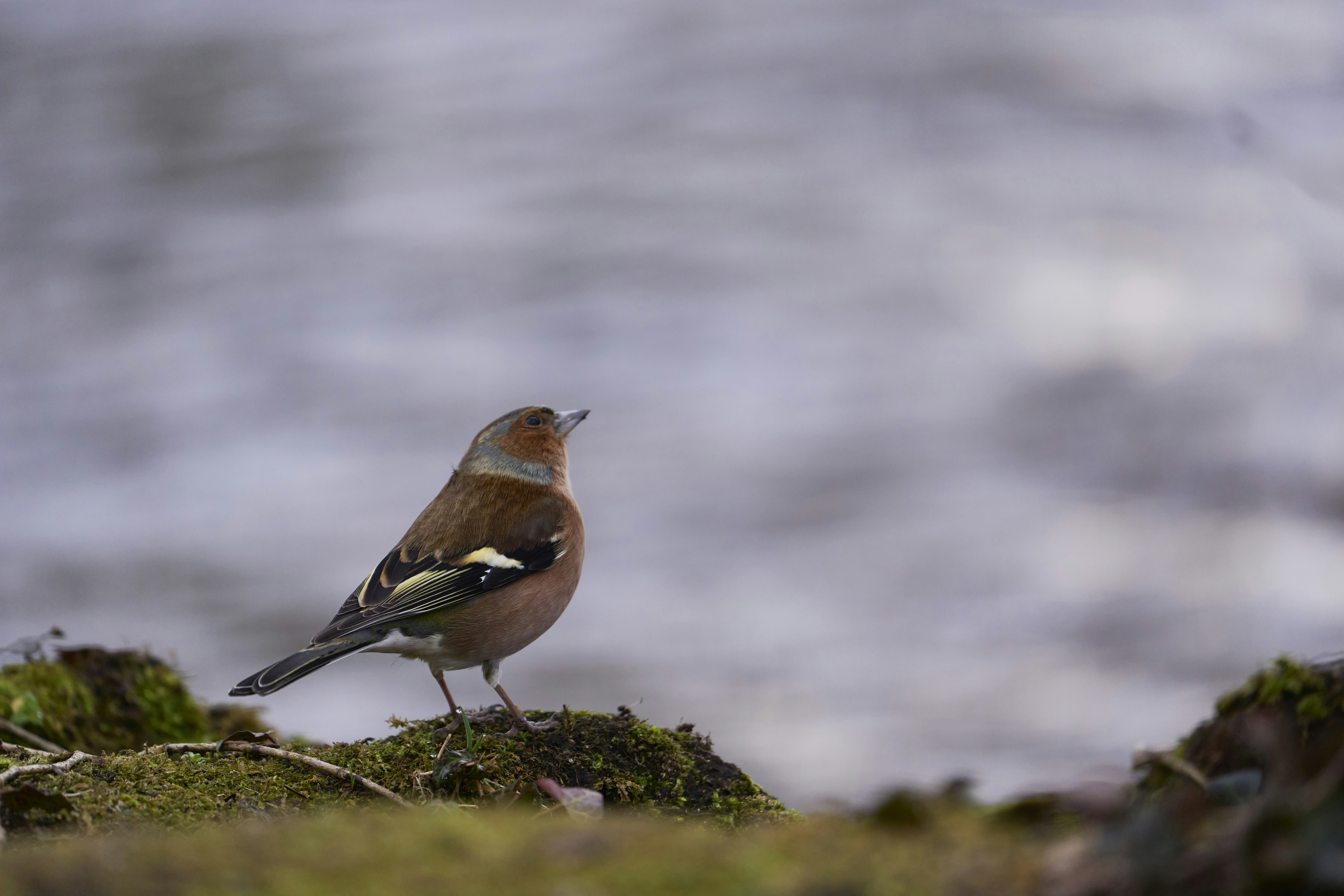 Photo by wolfgang_hasselmann