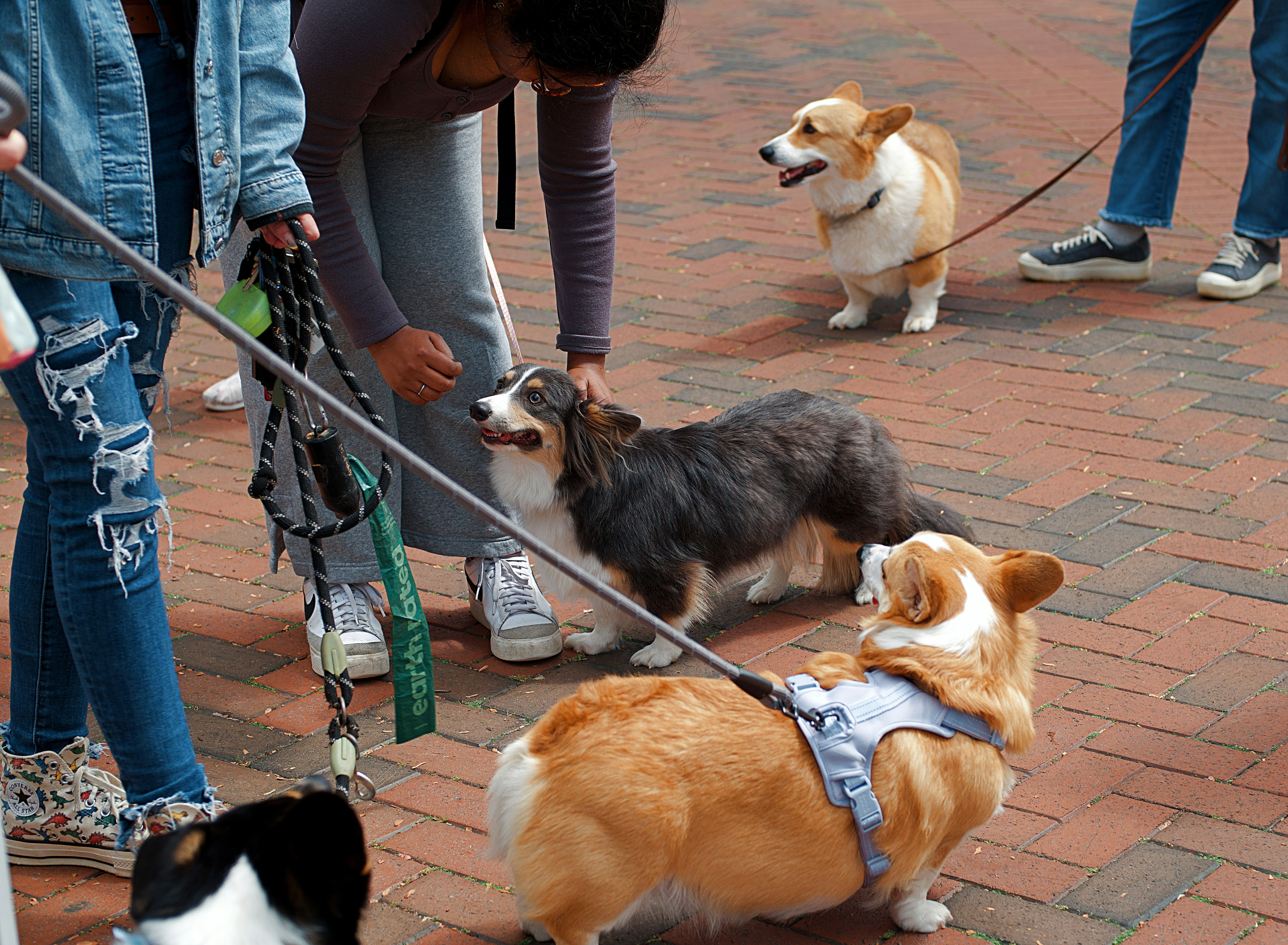 residents and their dogs socializing at a community dog event - apartment complexes that allow dogs