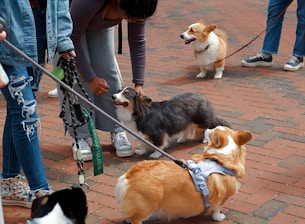 Several people interact with friendly corgi dogs.