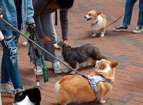 Several people interact with friendly corgi dogs.
