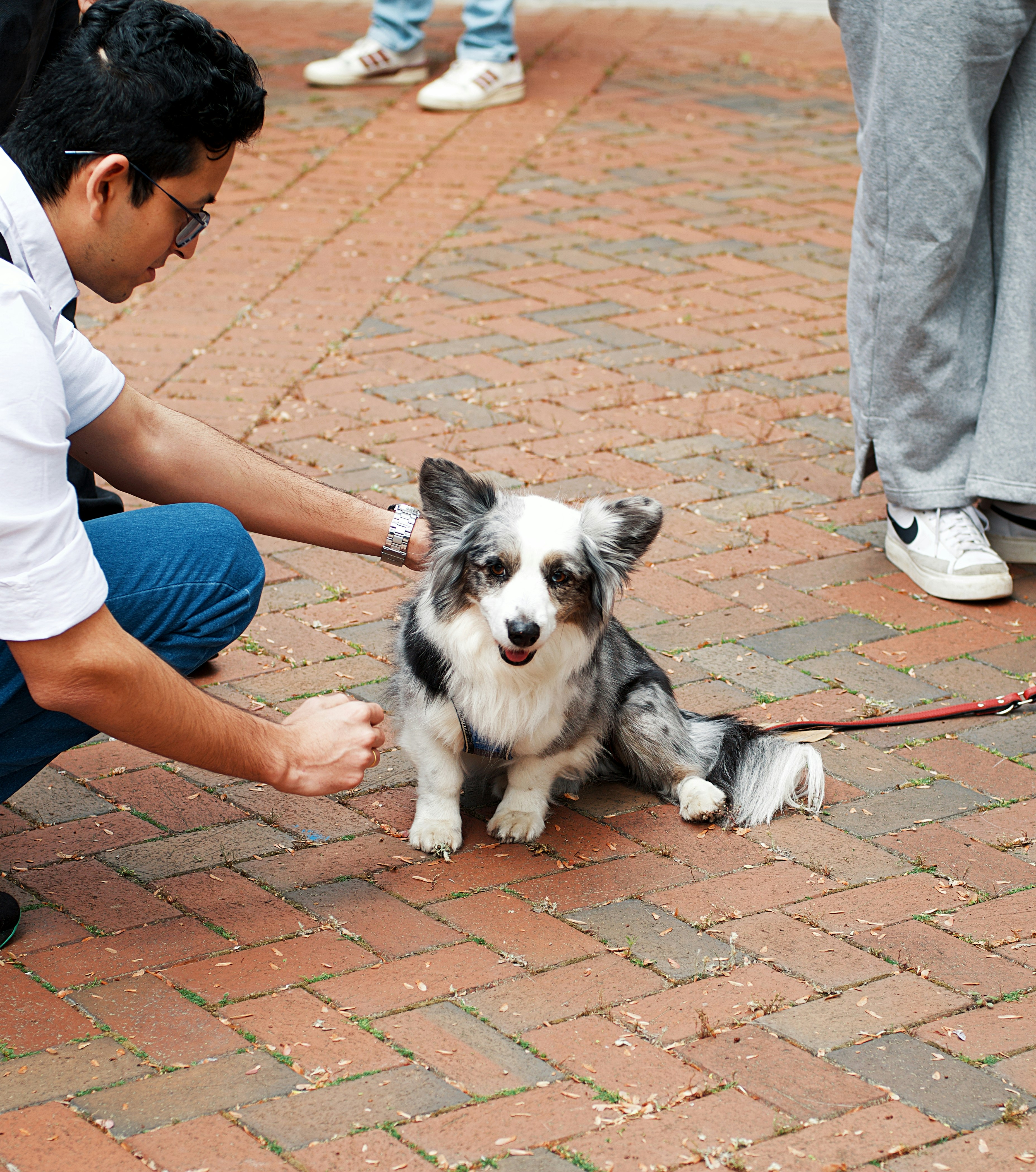 Service dog assisting student in campus setting