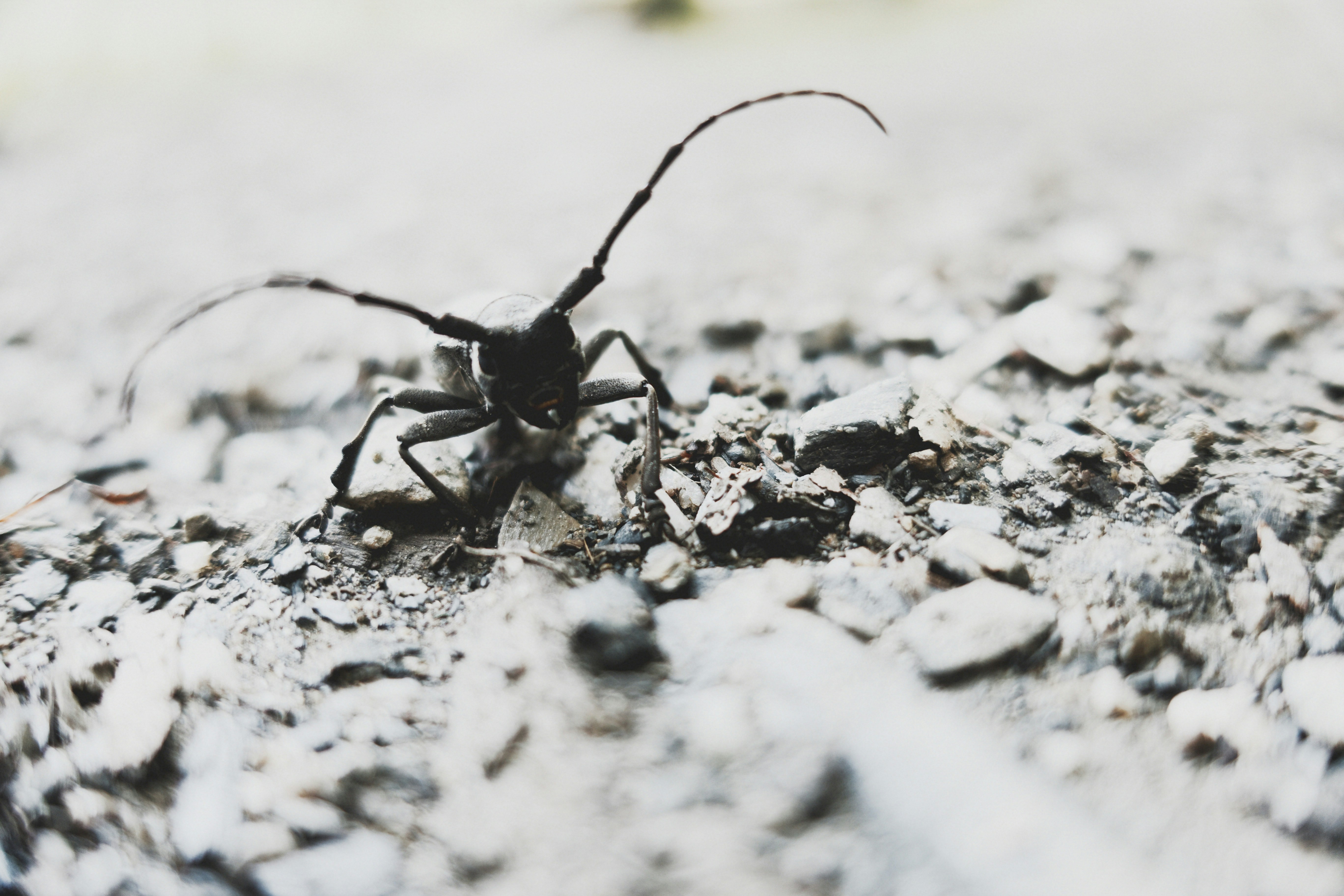 A long-horned beetle crawls on a rocky surface.