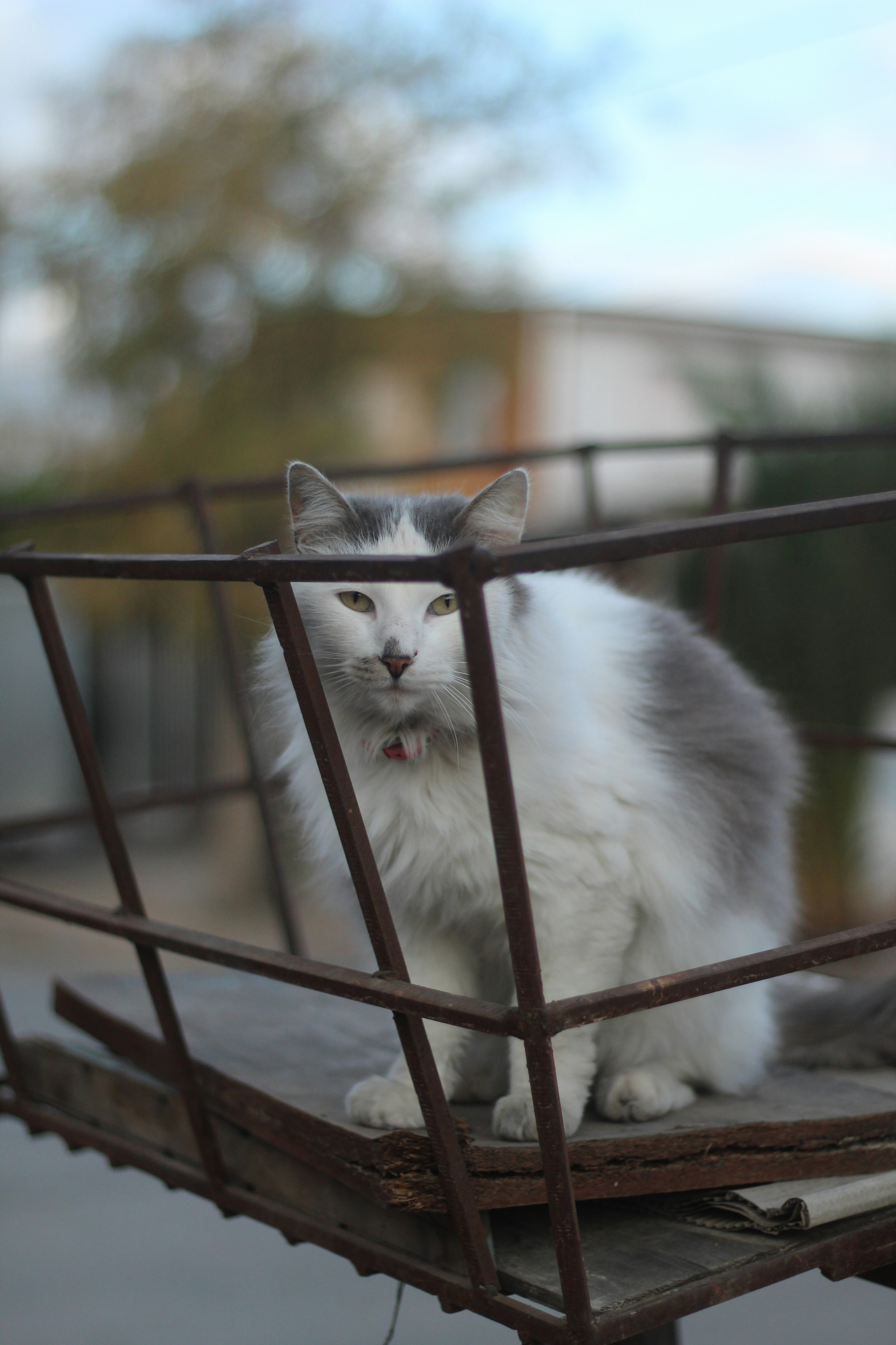 Photo by rodrigotypo