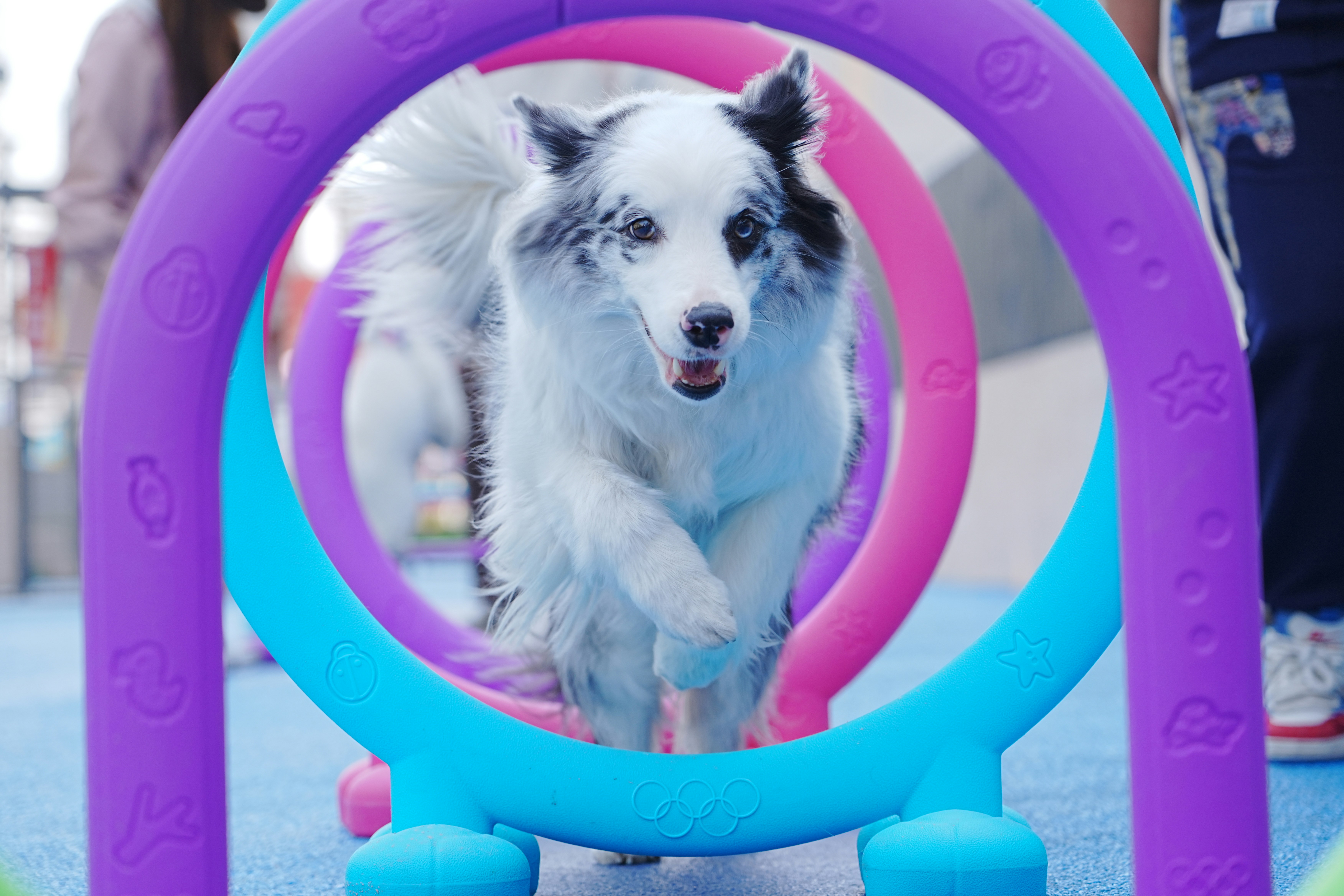 Club d'éducation et d'agility d'Amiens-Glisy — Longueau (Amiens métropole)