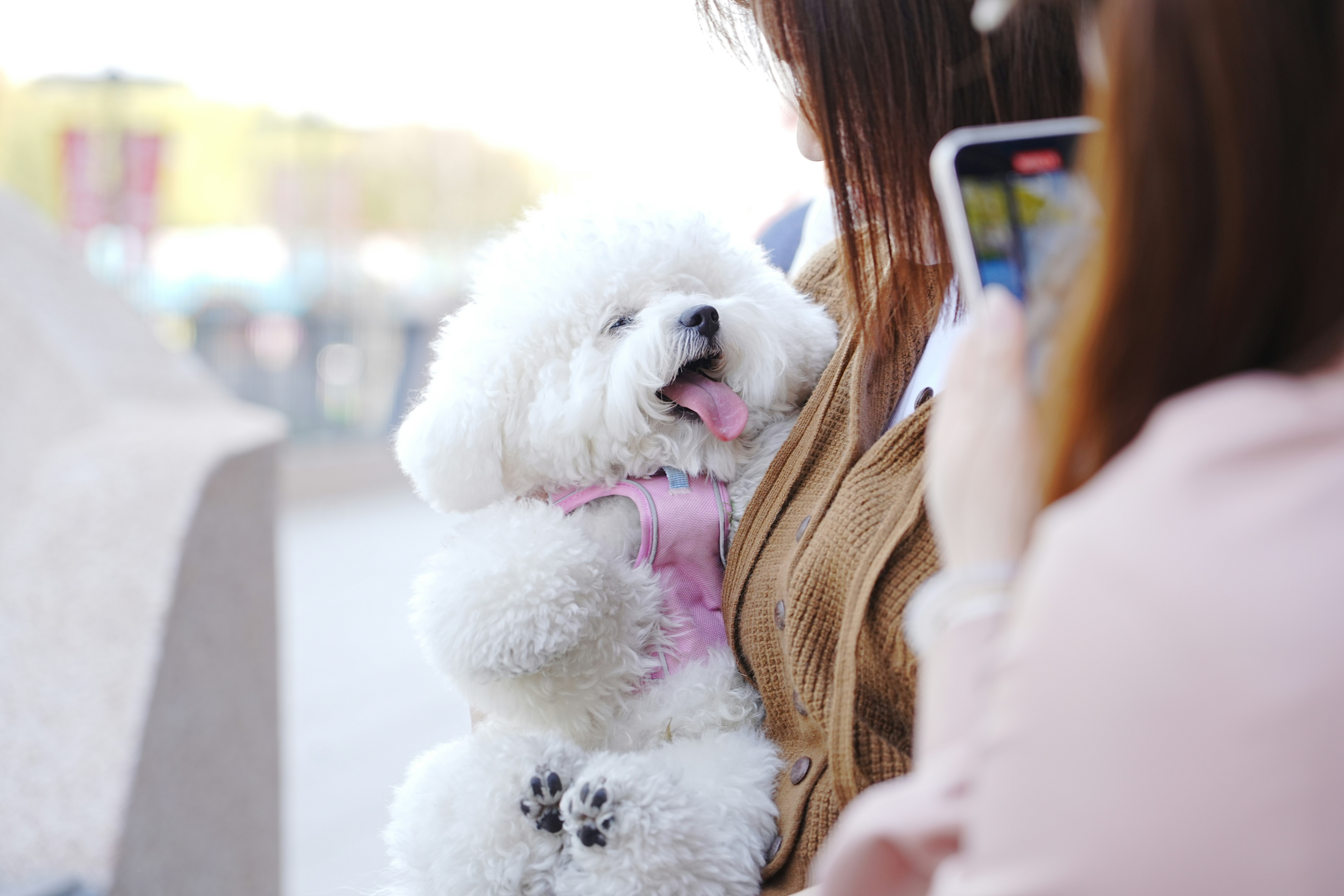 A smiling dog is being held while a photo is taken.