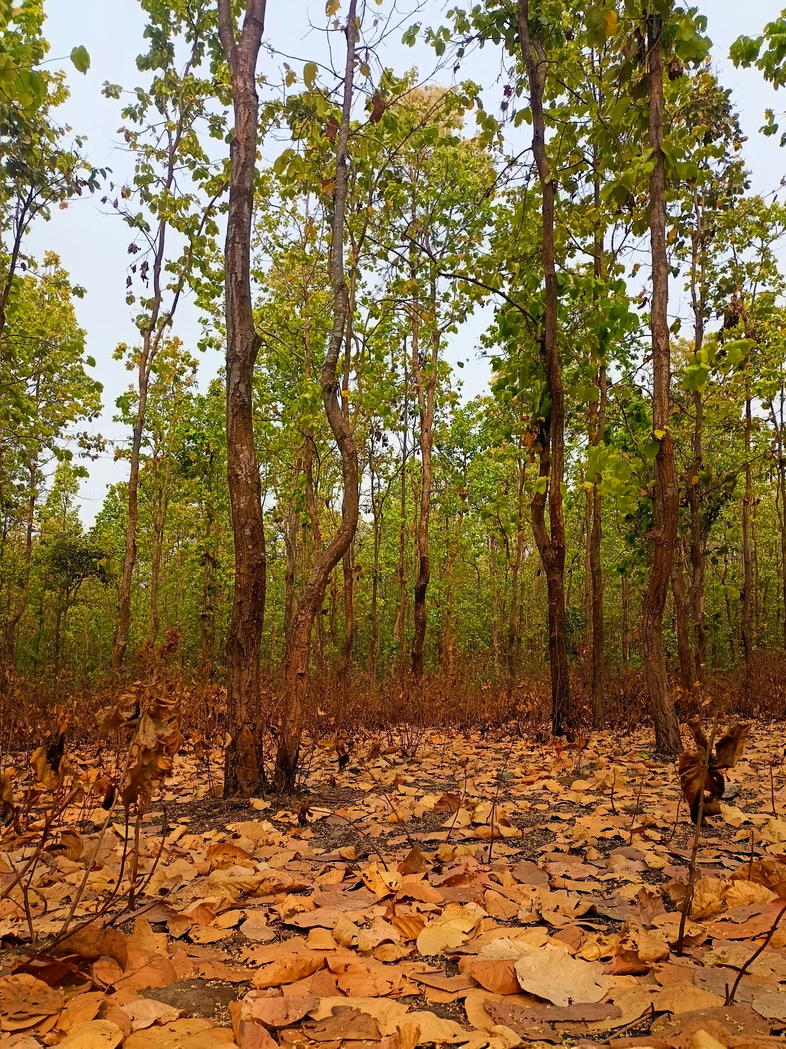A forest filled with tall, thin trees.