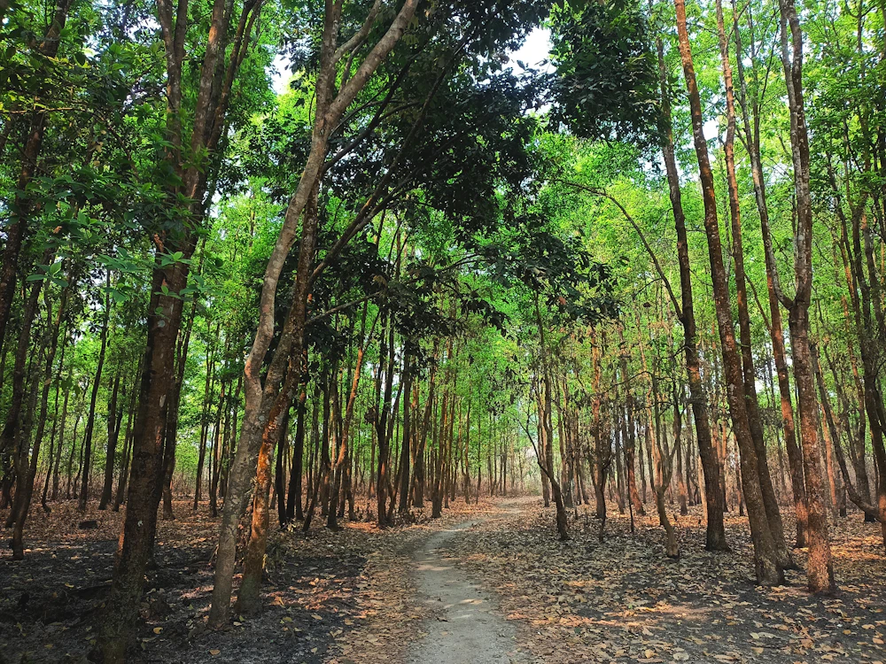 A peaceful path through a lush green forest