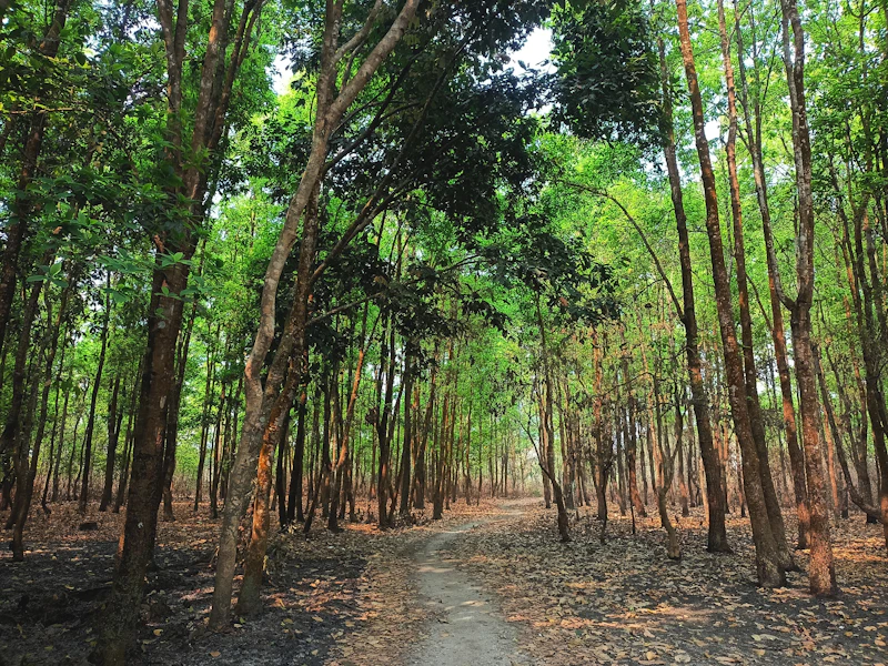 A peaceful path through a lush green forest