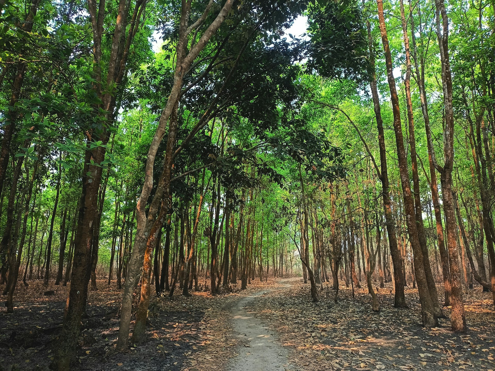 Eifelsteig Wanderweg durch den Wald