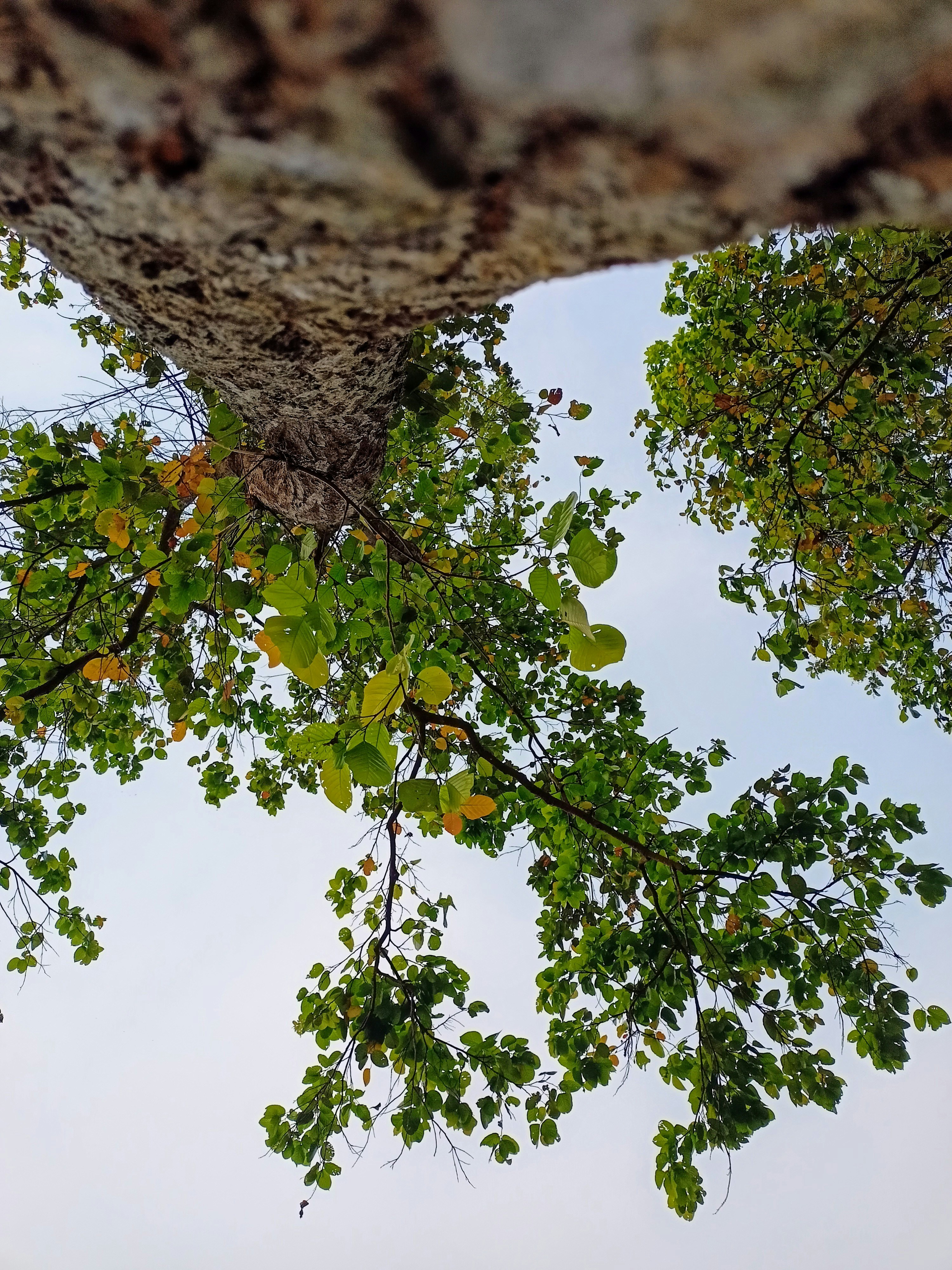 Looking up at a tree with green leaves.
