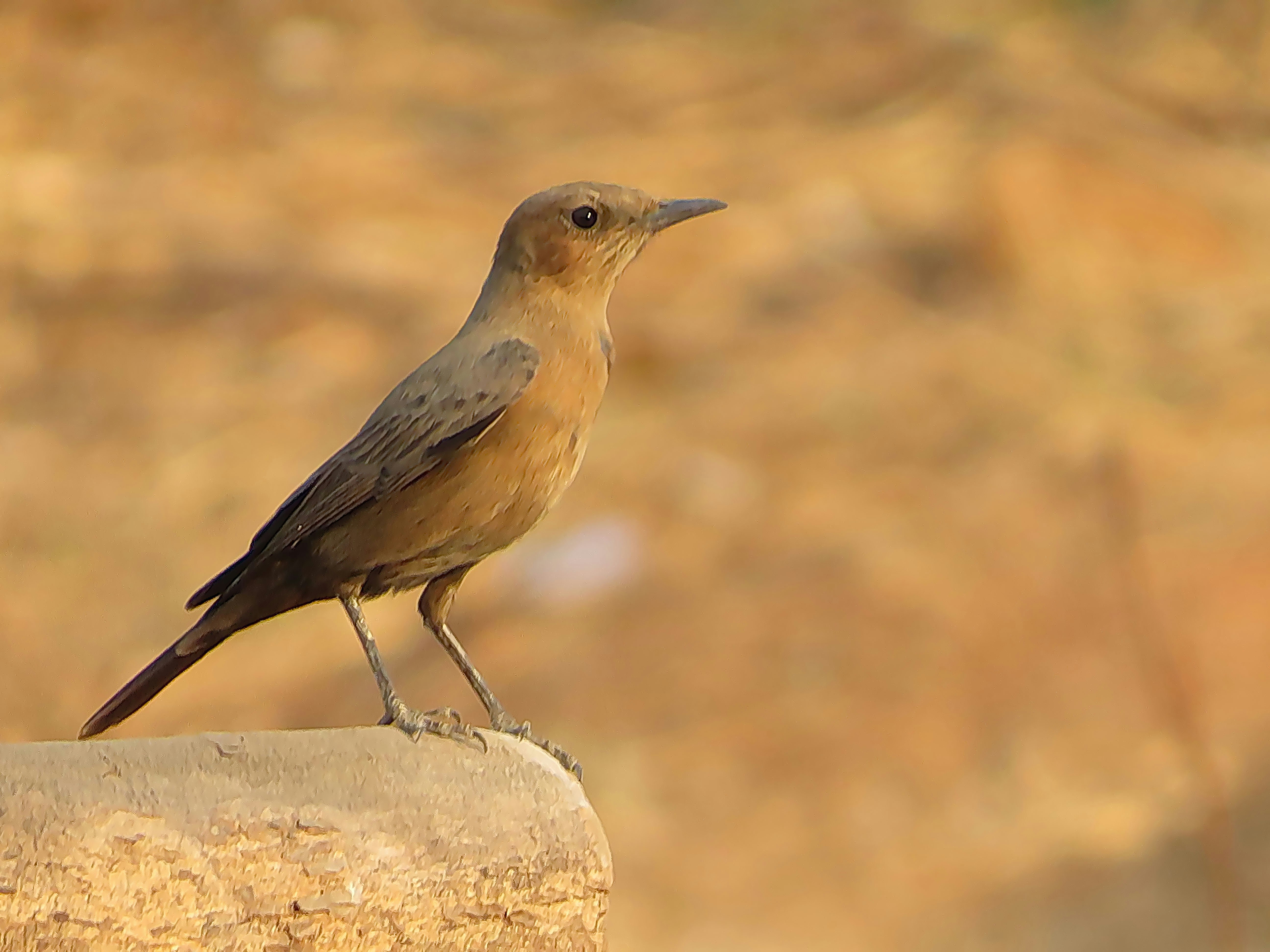 A brown bird stands proudly.