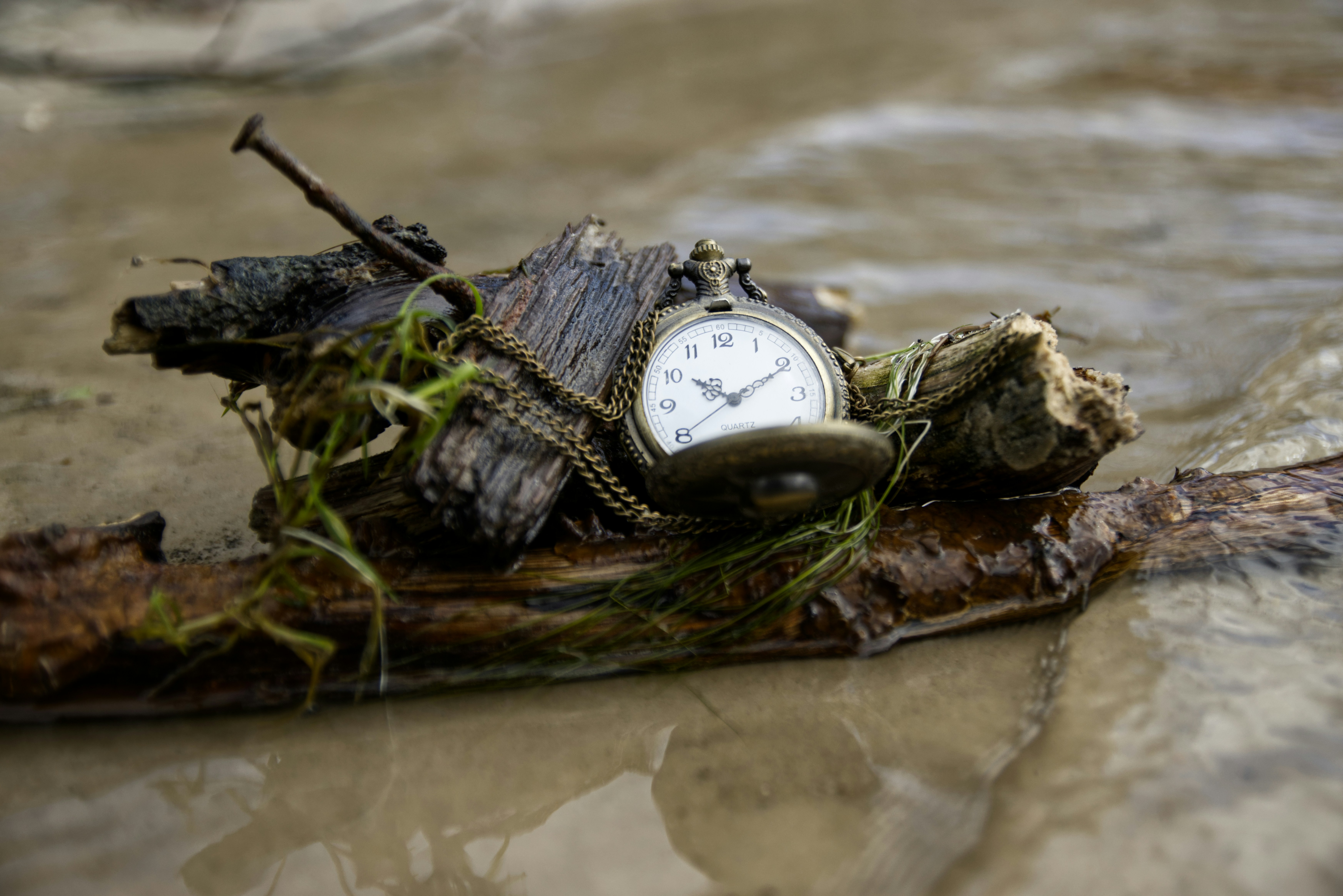 A pocket watch rests on a floating log. photo – Free See Image on Unsplash
