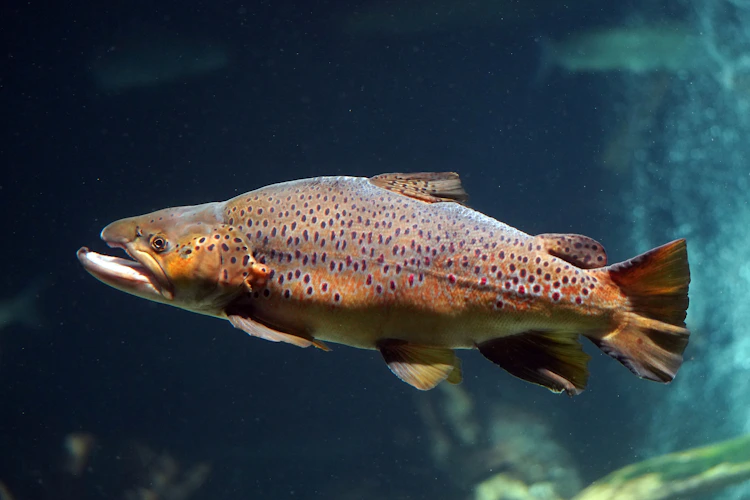brown trout holding underwater