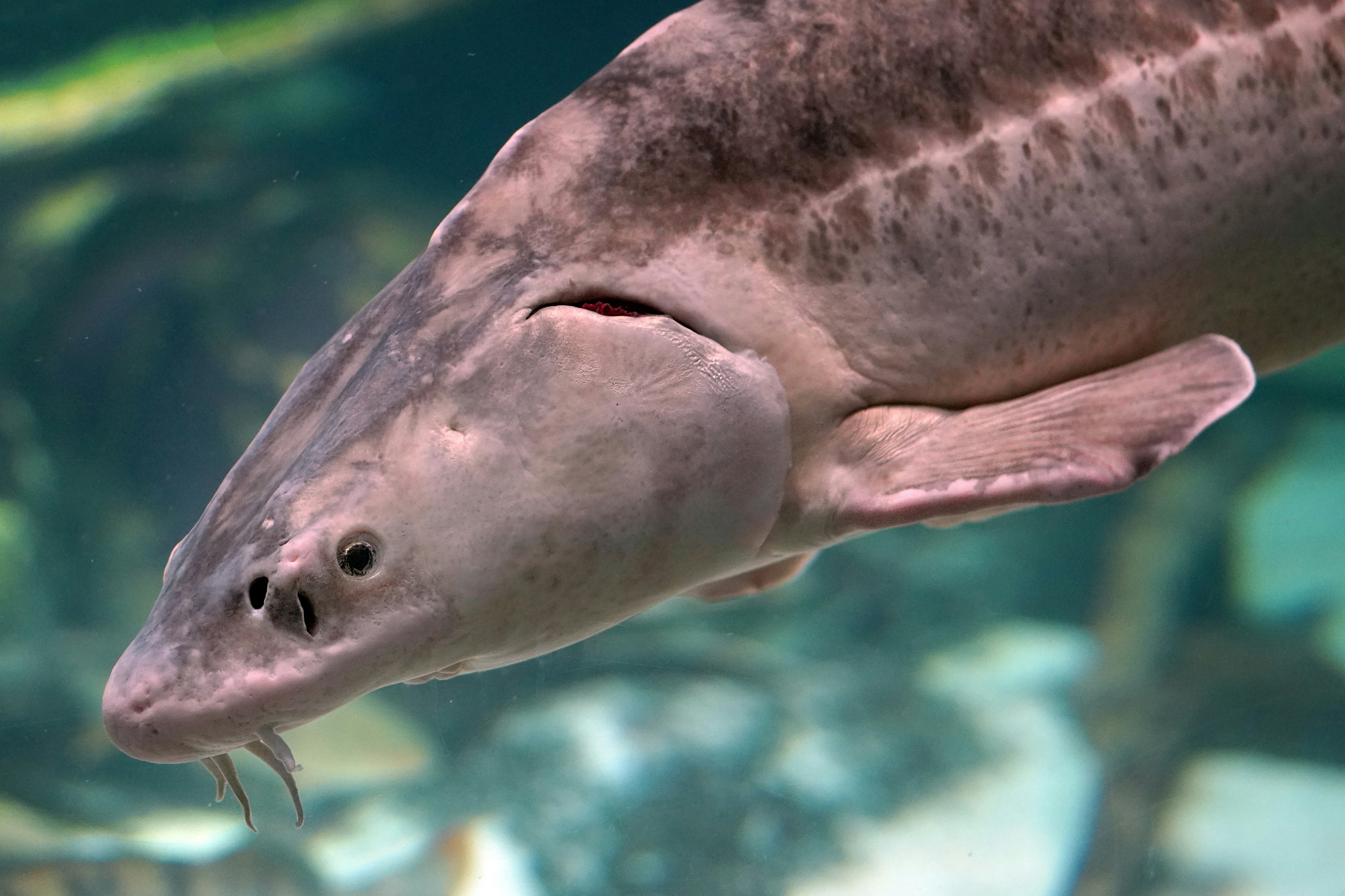 Seekor sturgeon berenang di air.