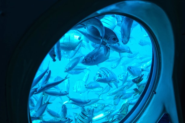 Fish swim past a porthole in blue water.