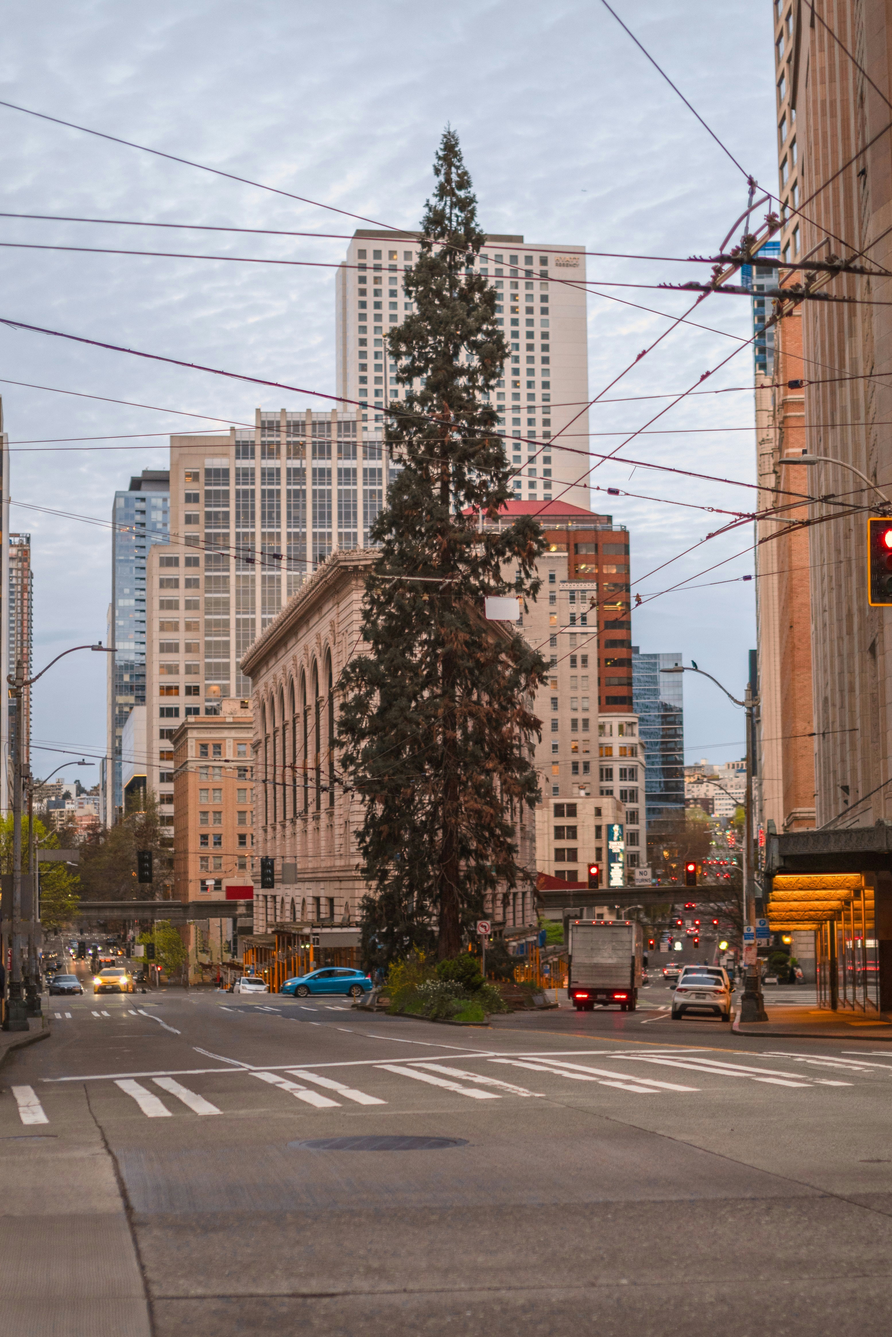 A street with tall buildings and a tree.