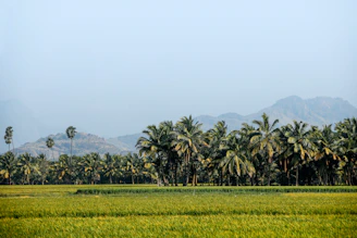 Green fields and palm trees under a clear sky.