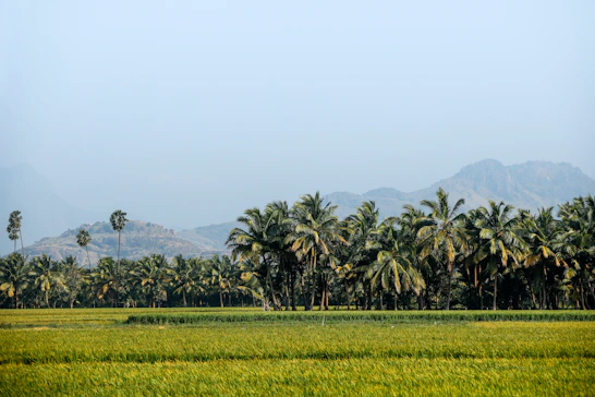 Green fields and palm trees under a clear sky.