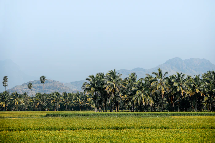 Coconuts