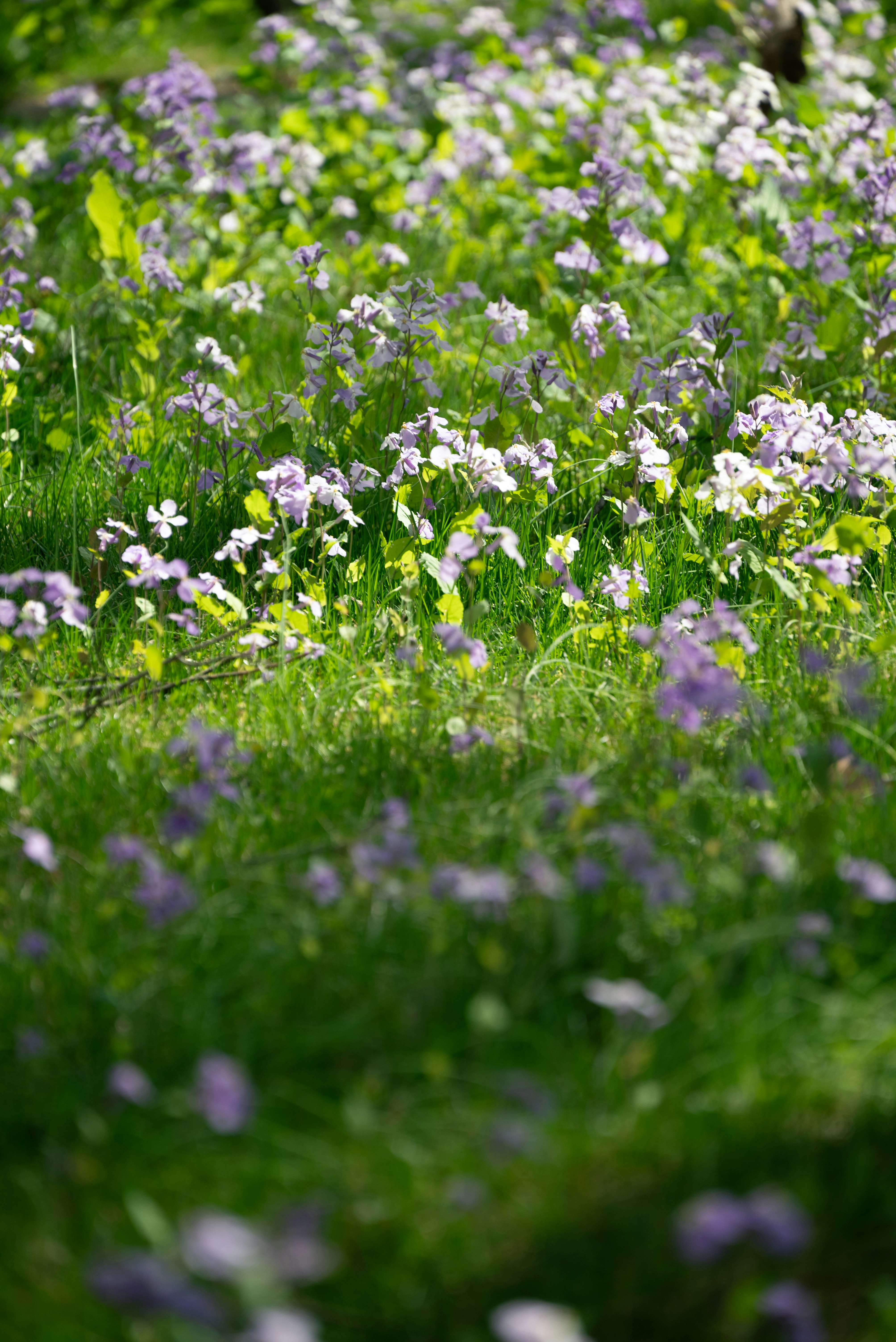 Photo by nikol_royce