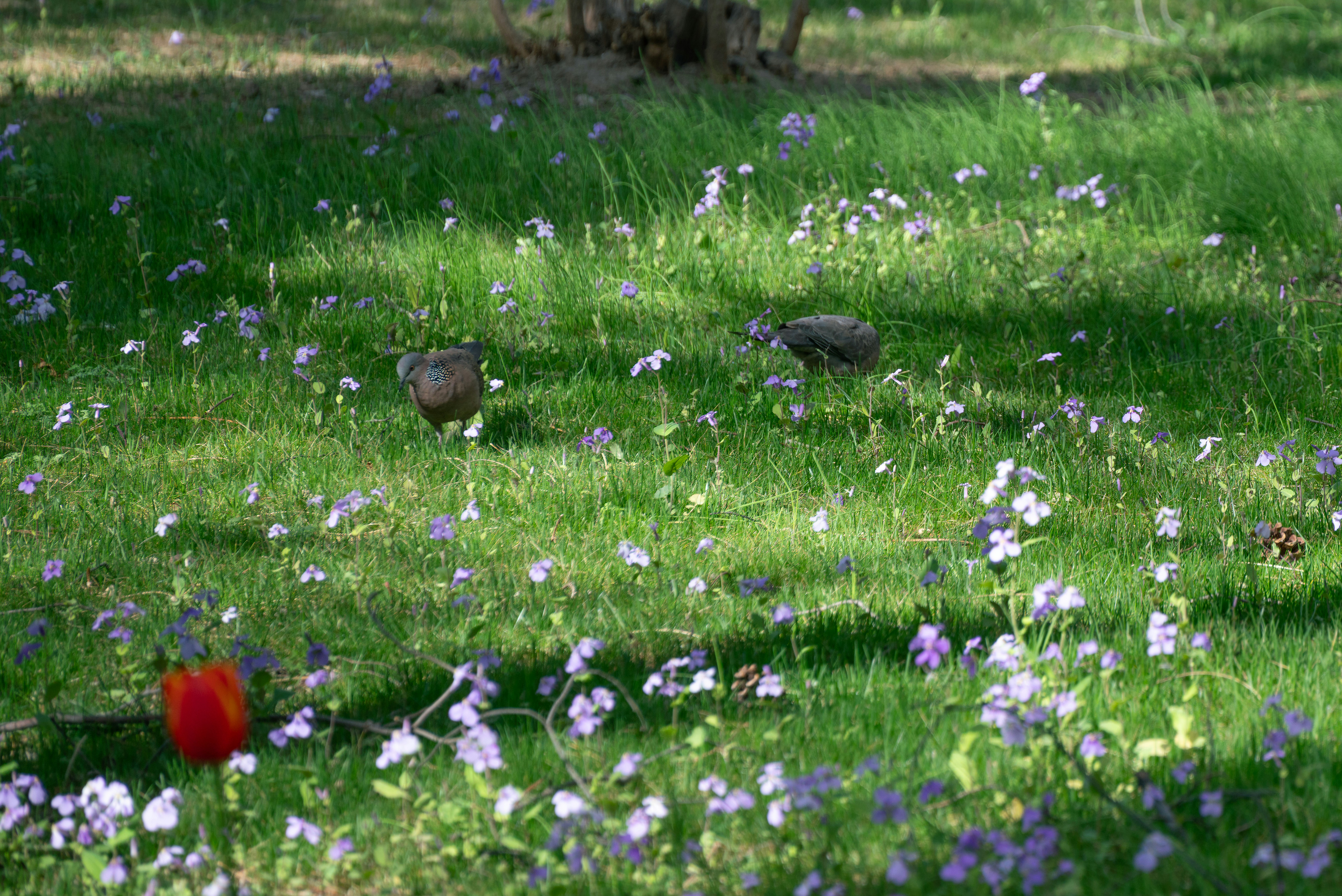 A green lawn with wildflowers and a single tulip.