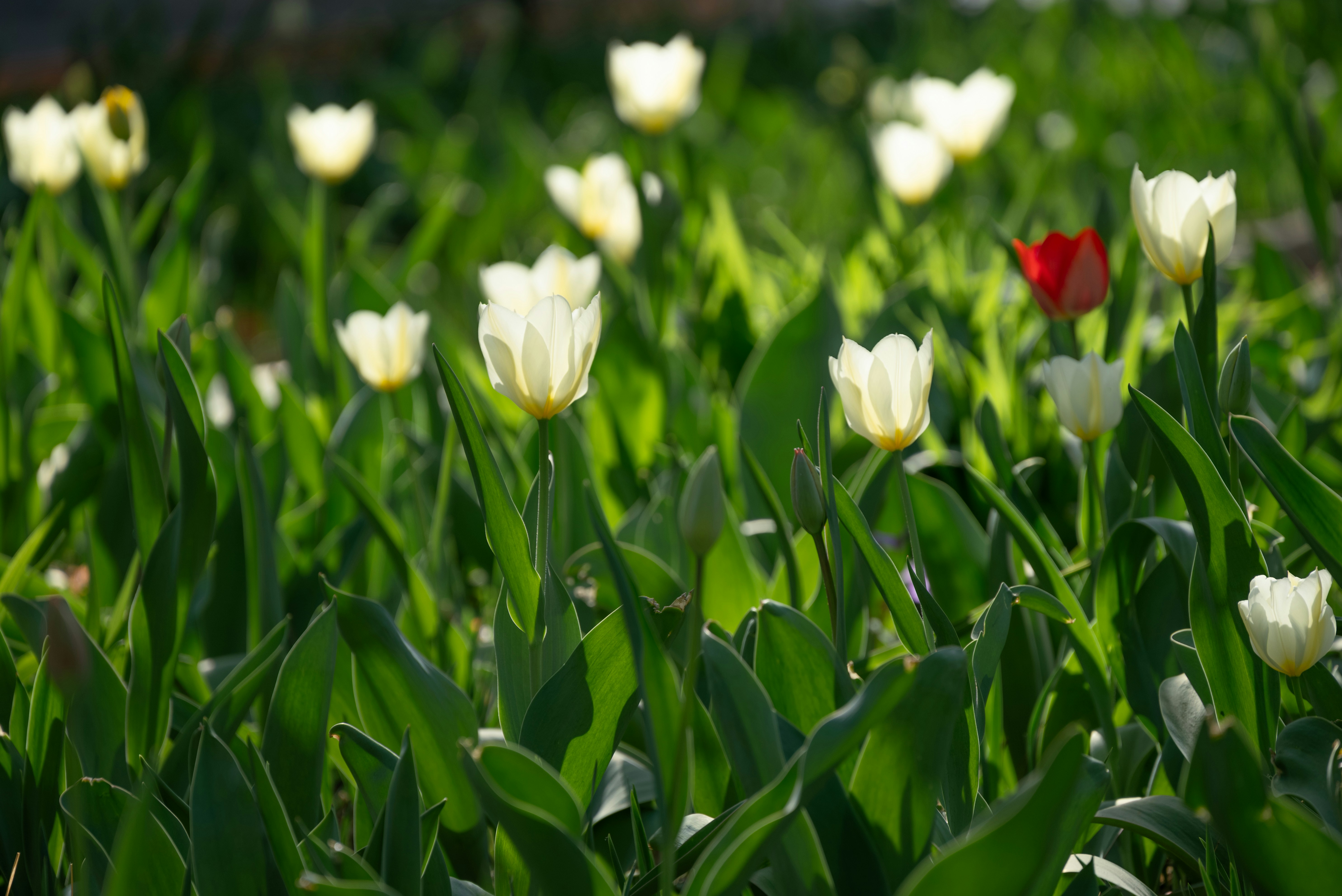 Photo by nikol_royce