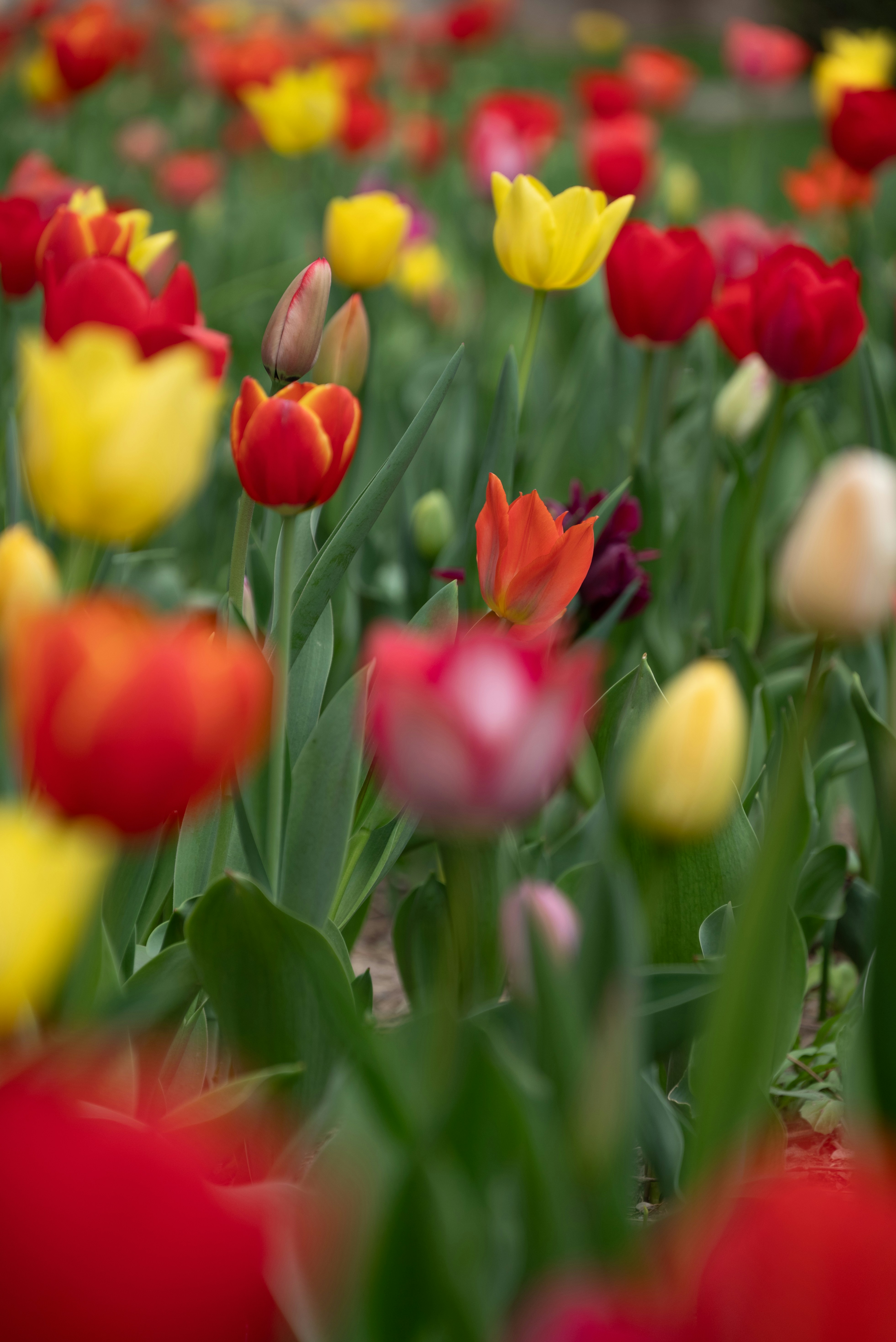 Photo by nikol_royce