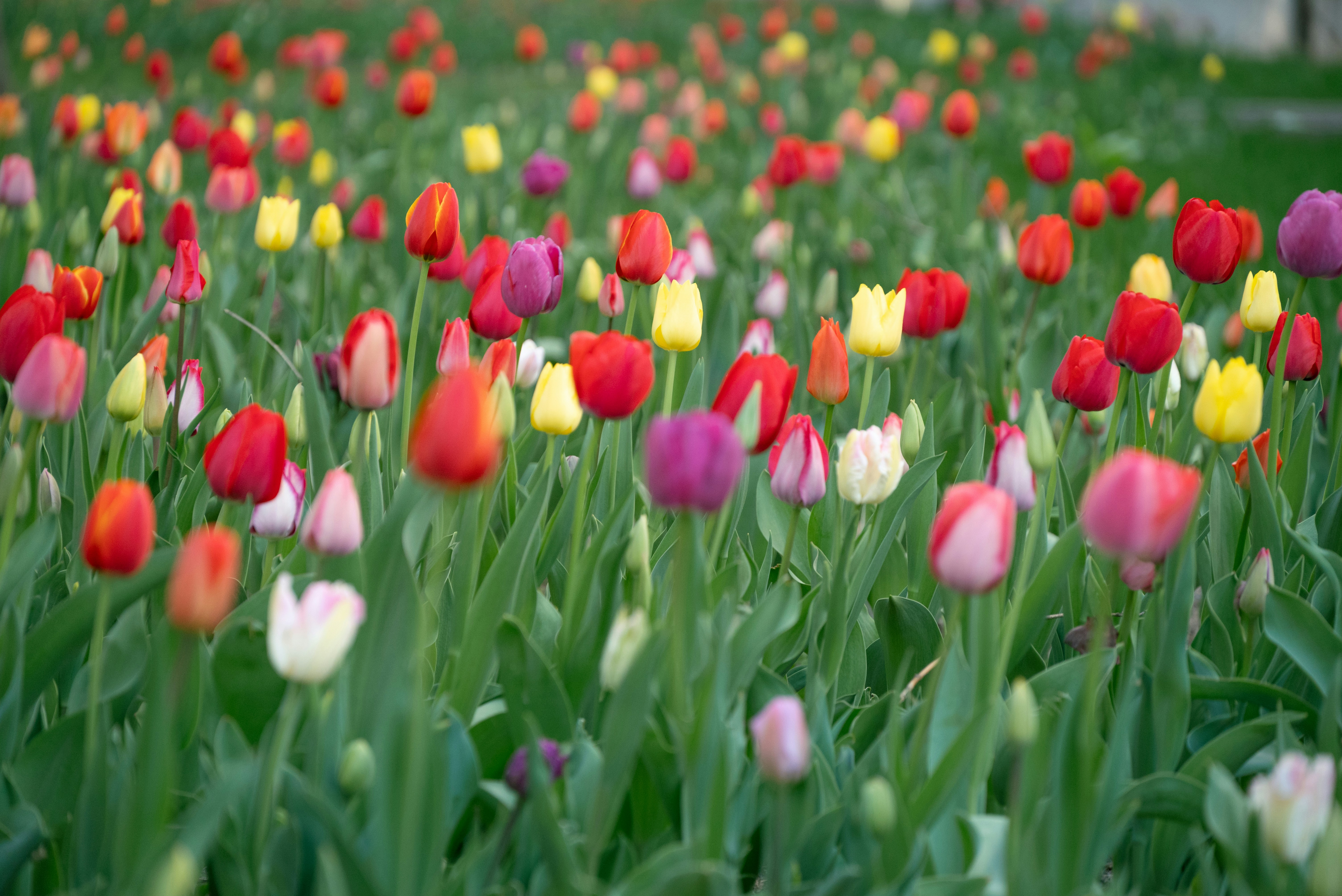 Photo by nikol_royce