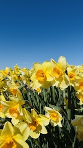 Yellow daffodils bloom under a bright blue sky.