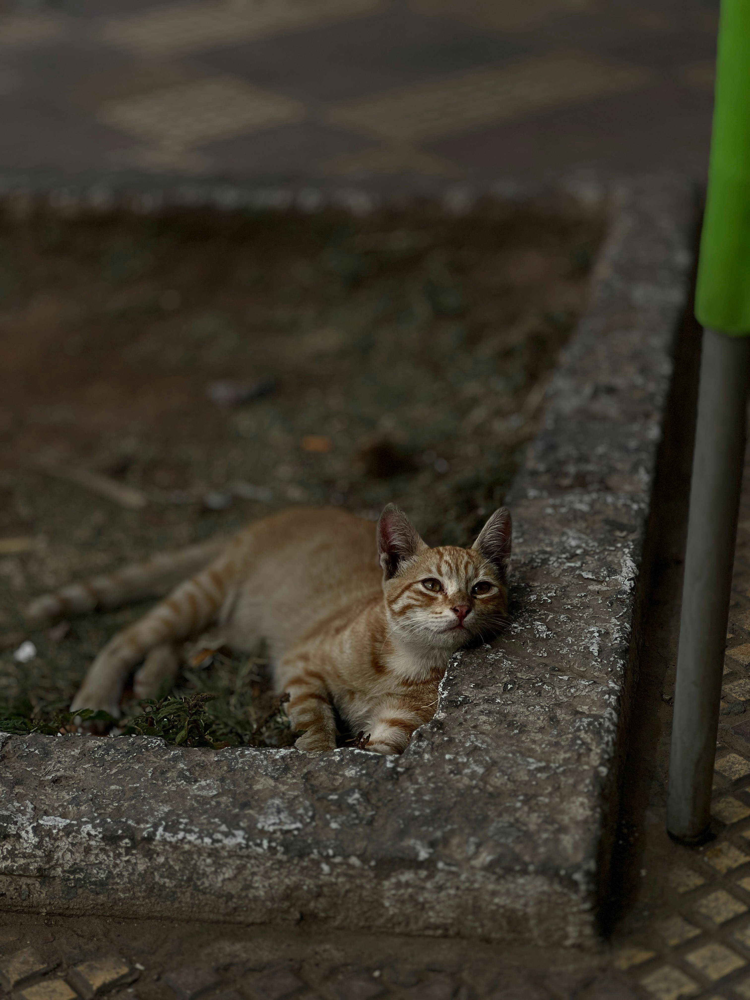 A cat lounges against a concrete border. photo – Free Cat Image on Unsplash