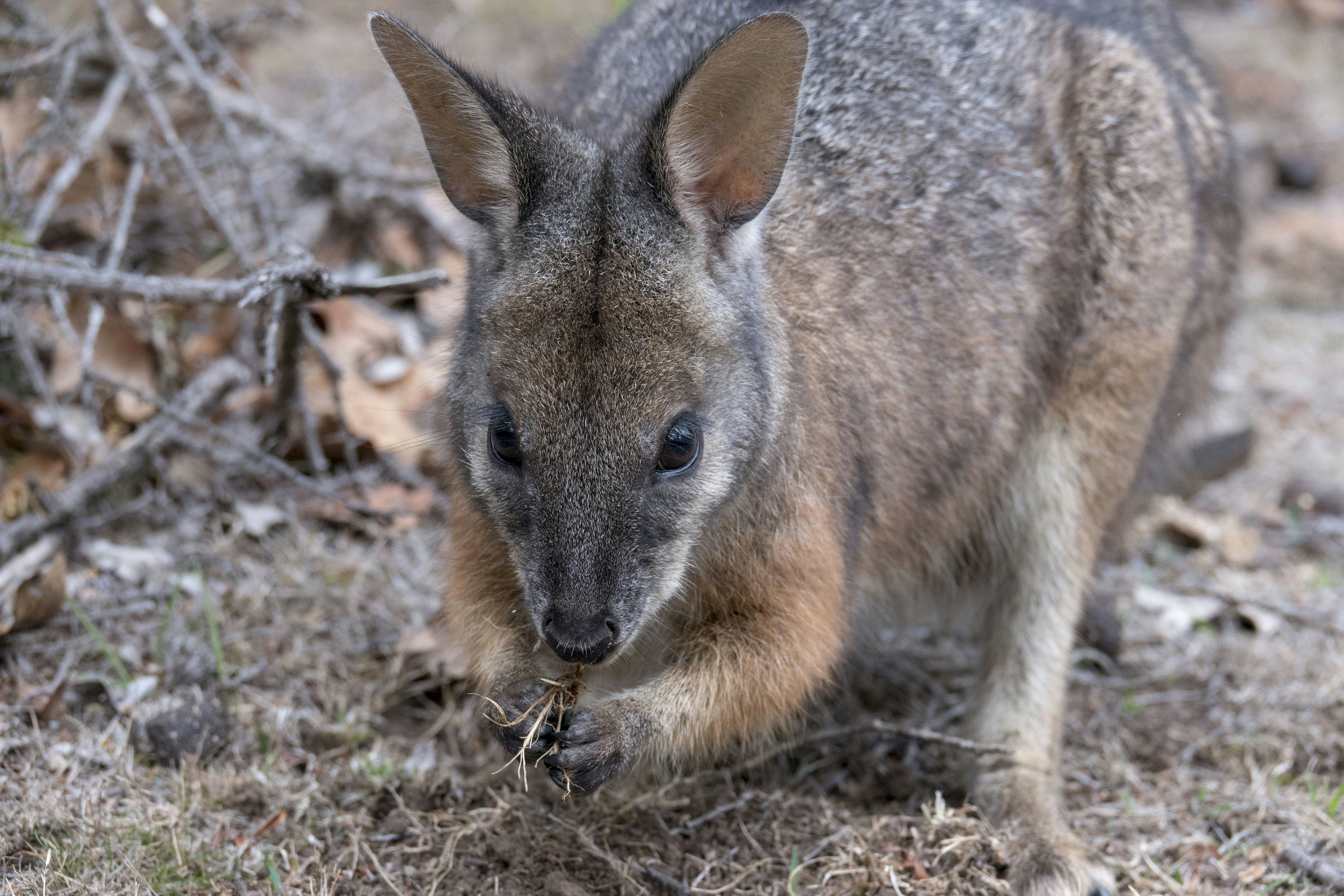 A wallaby forages on the ground.